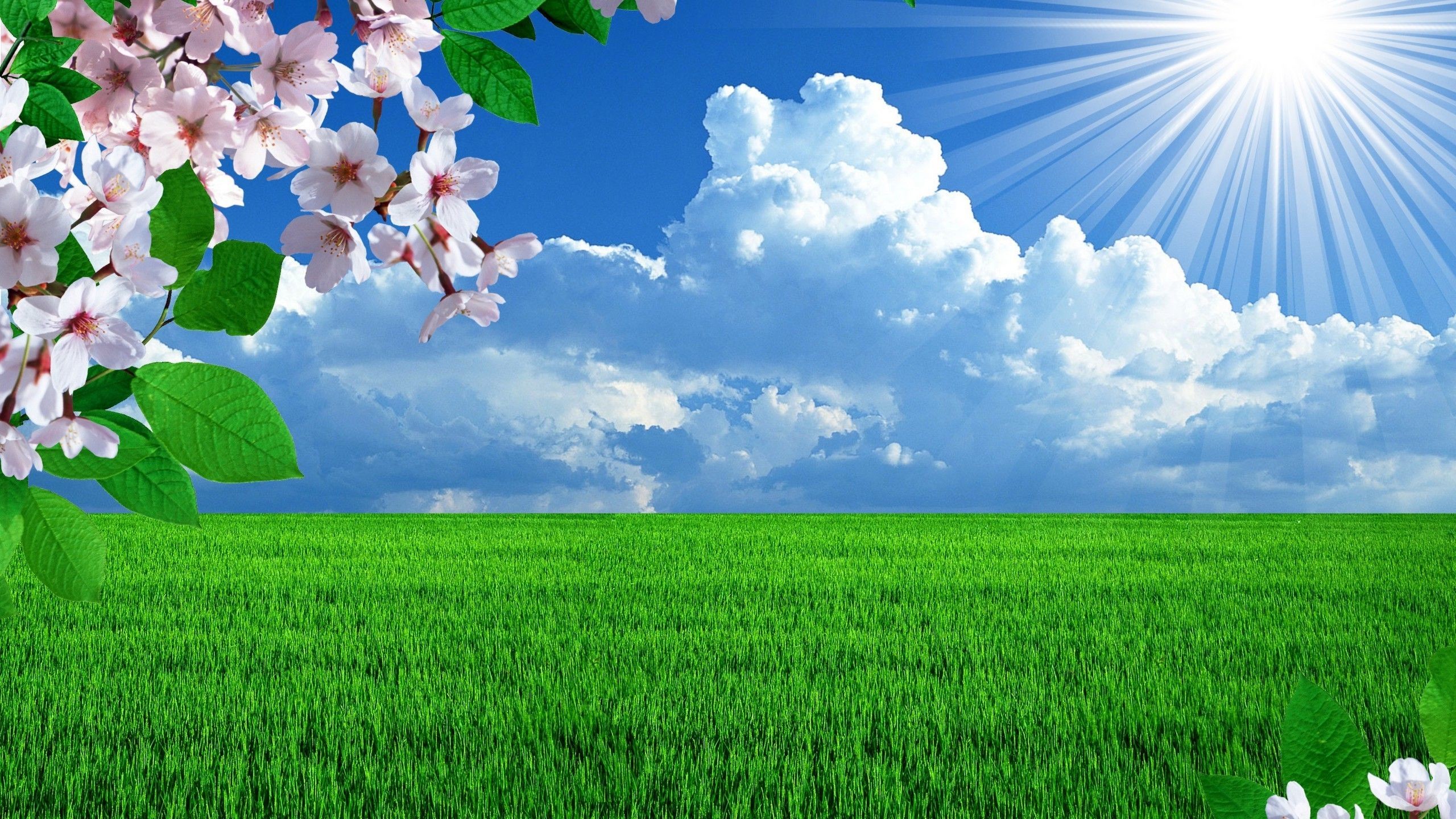 Beautiful spring wallpaper 2560x1440