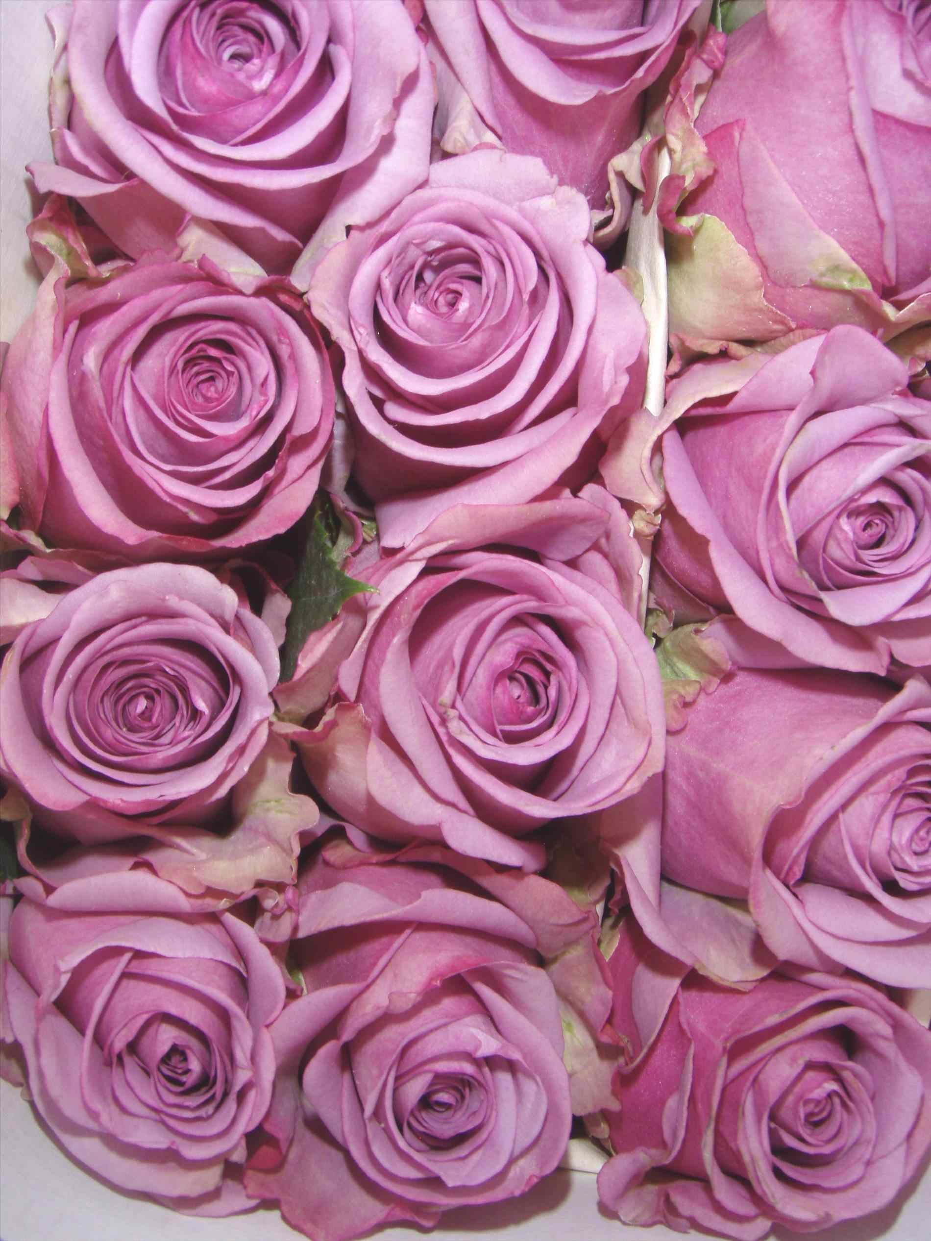  Purple  Rose  Background 52 pictures  