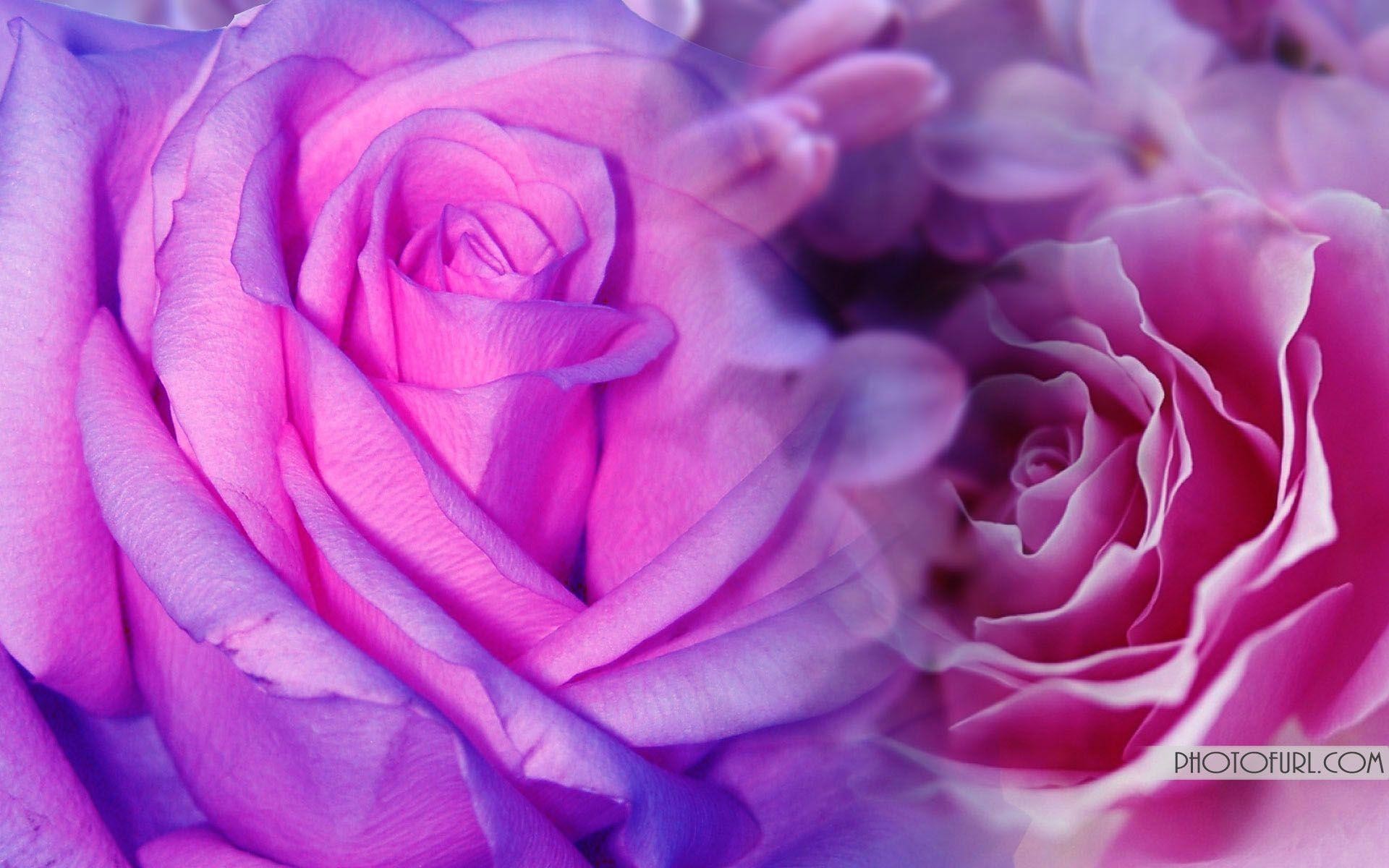 Purple Flower Backgrounds (60+ pictures)