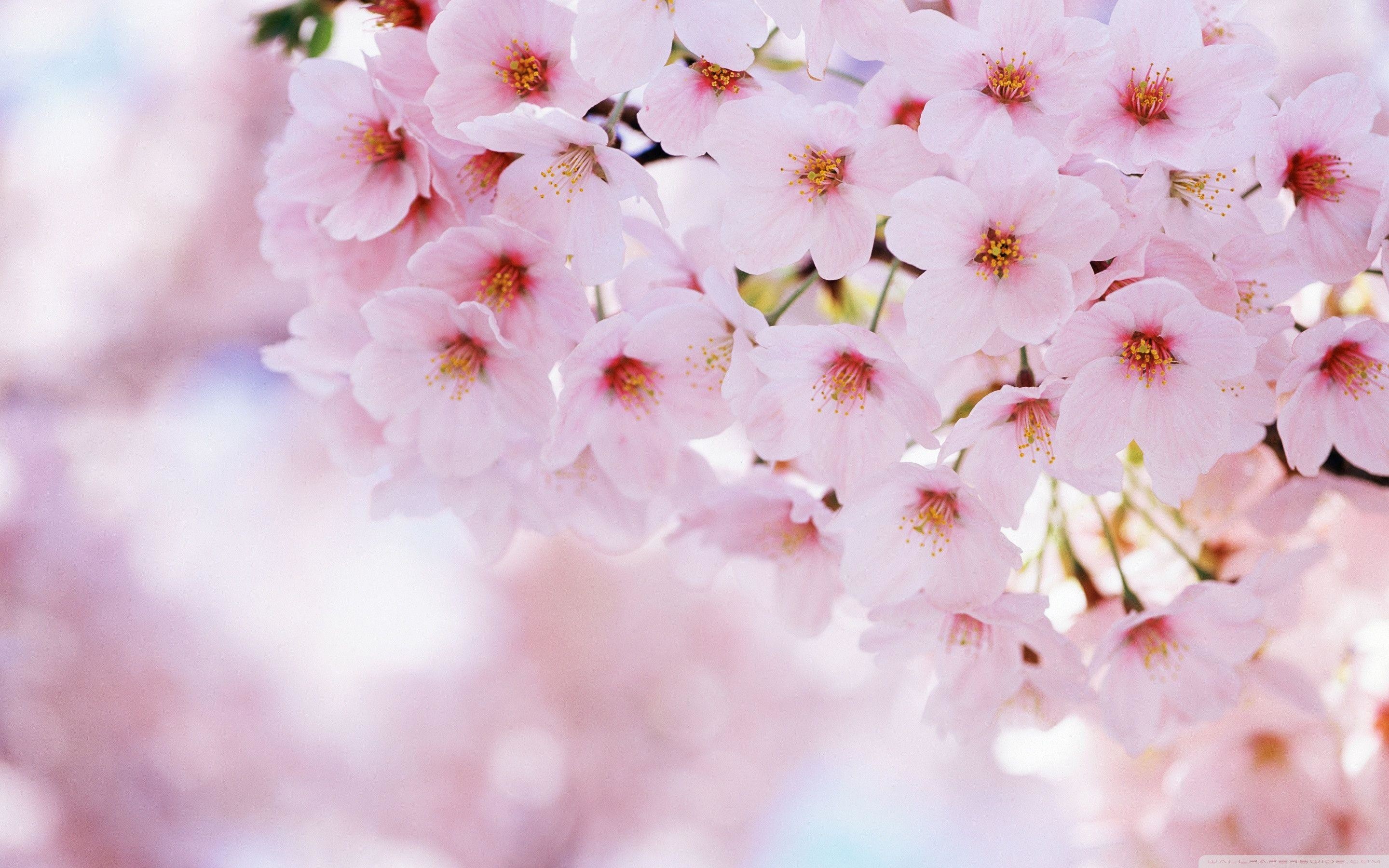 Pink Blossom Spring Flowers Branches With Bee 4K HD Flowers Wallpapers  HD  Wallpapers  ID 68863