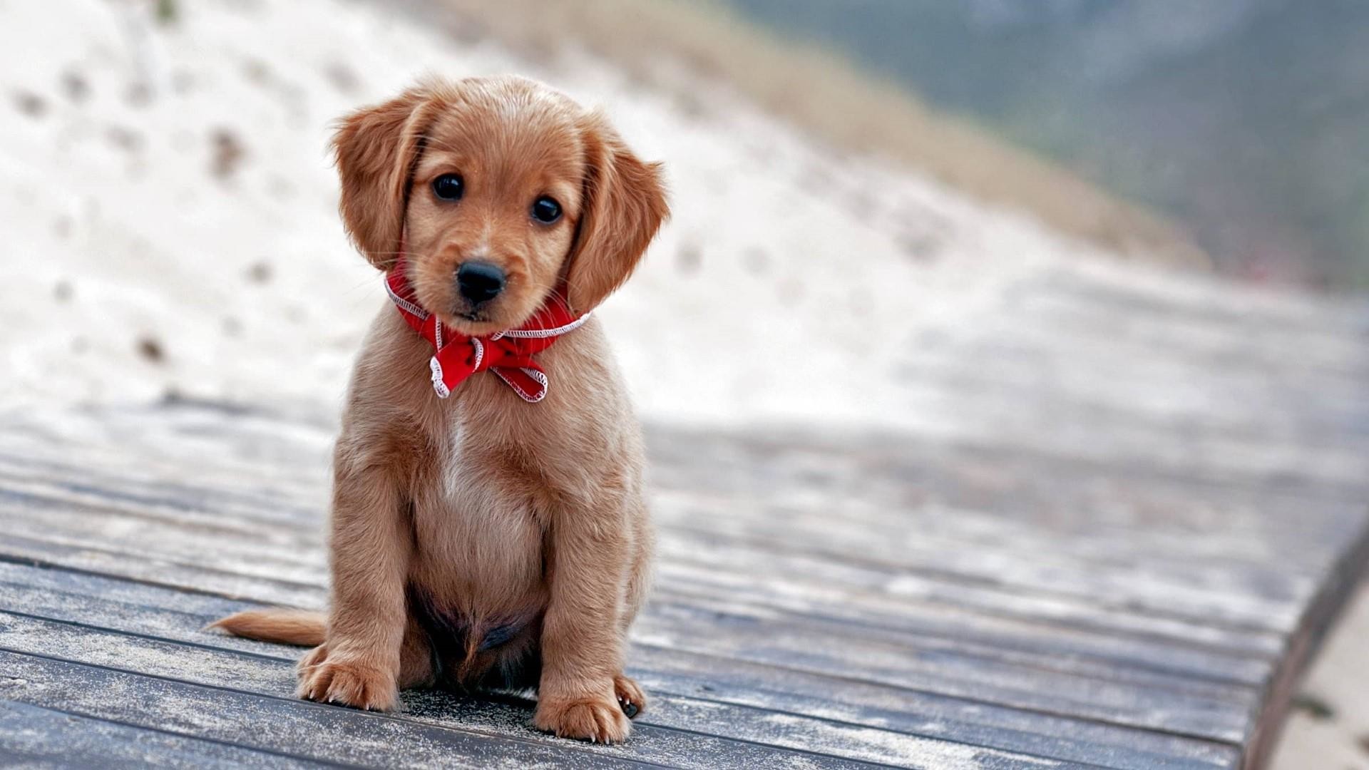 Cute Puppy Pictures Wallpaper (59+ pictures)