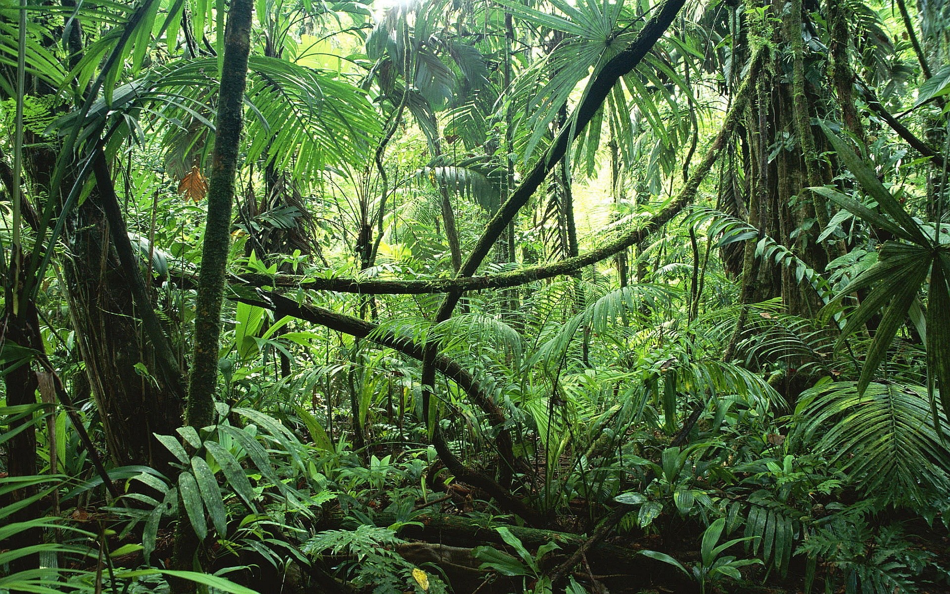 Rain Forest Background (38+ pictures)