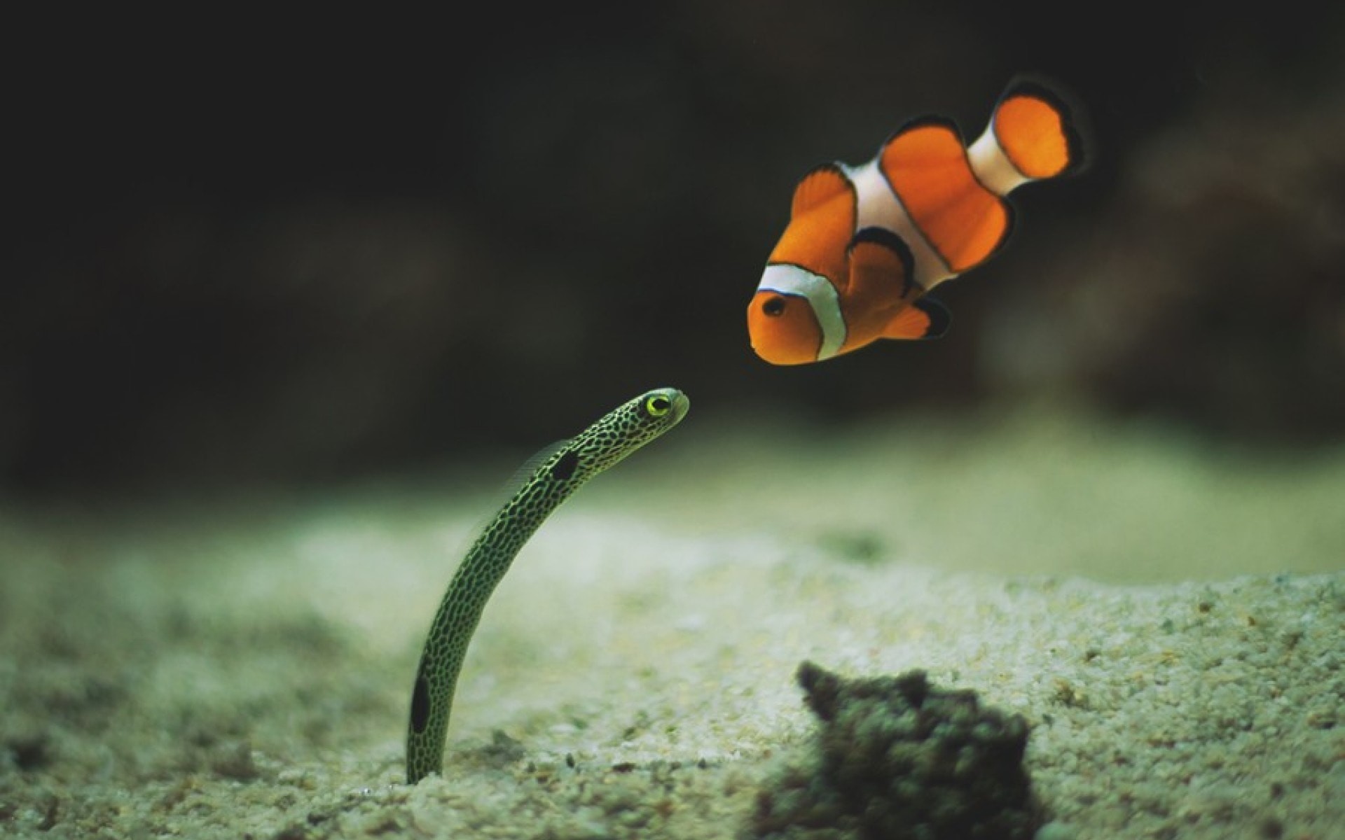 21,403 Clownfish Images, Stock Photos, 3D objects, & Vectors | Shutterstock