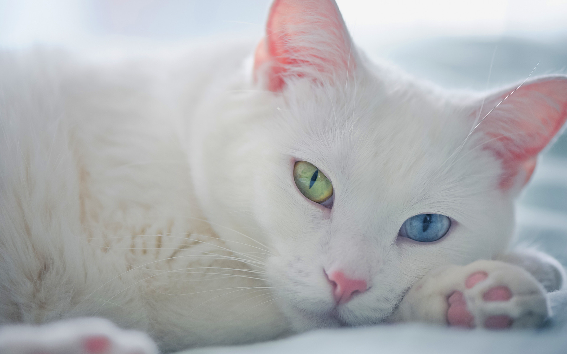 white cat eyes. Â«Â« 1920x1200