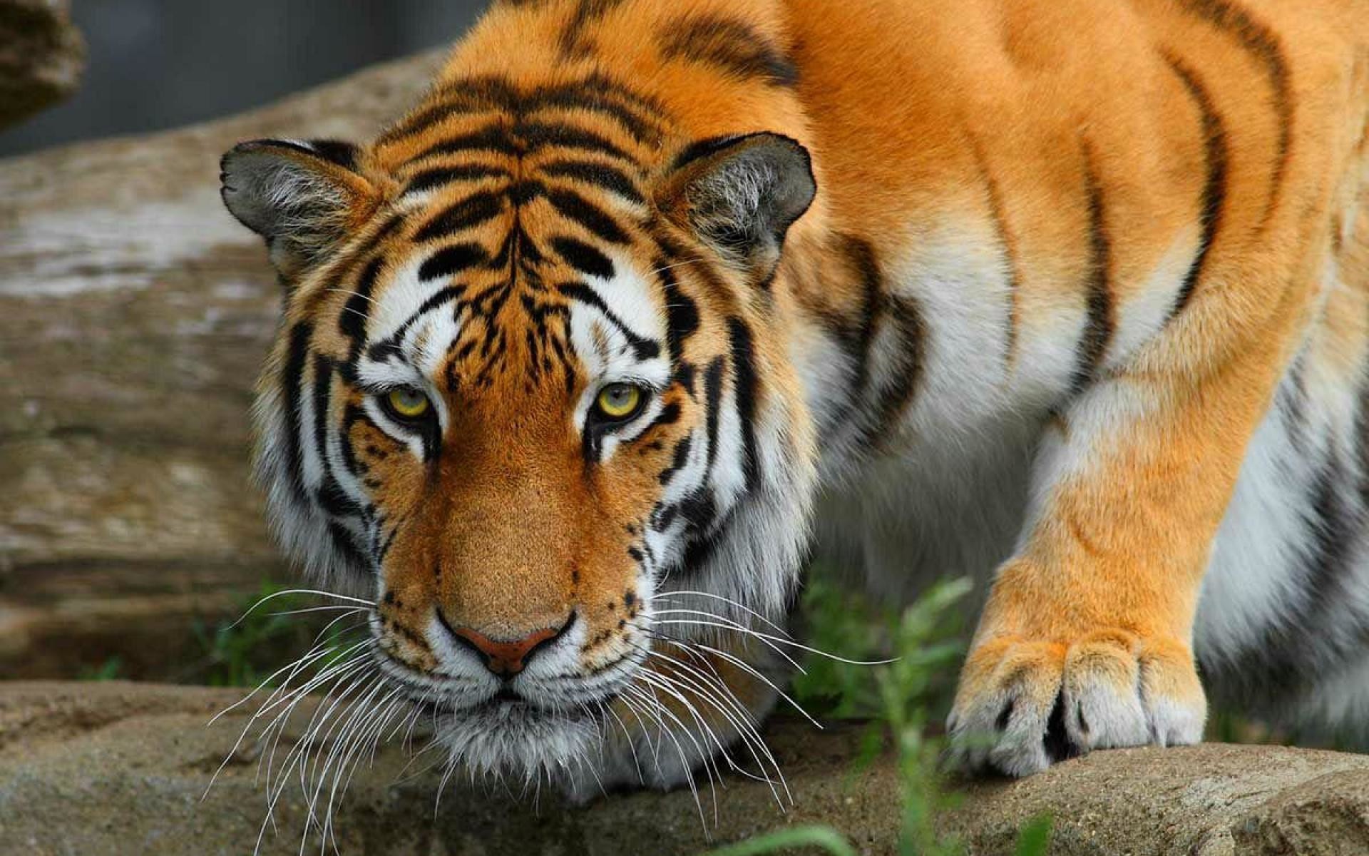 Tiger Desktop Backgrounds (65+ pictures)