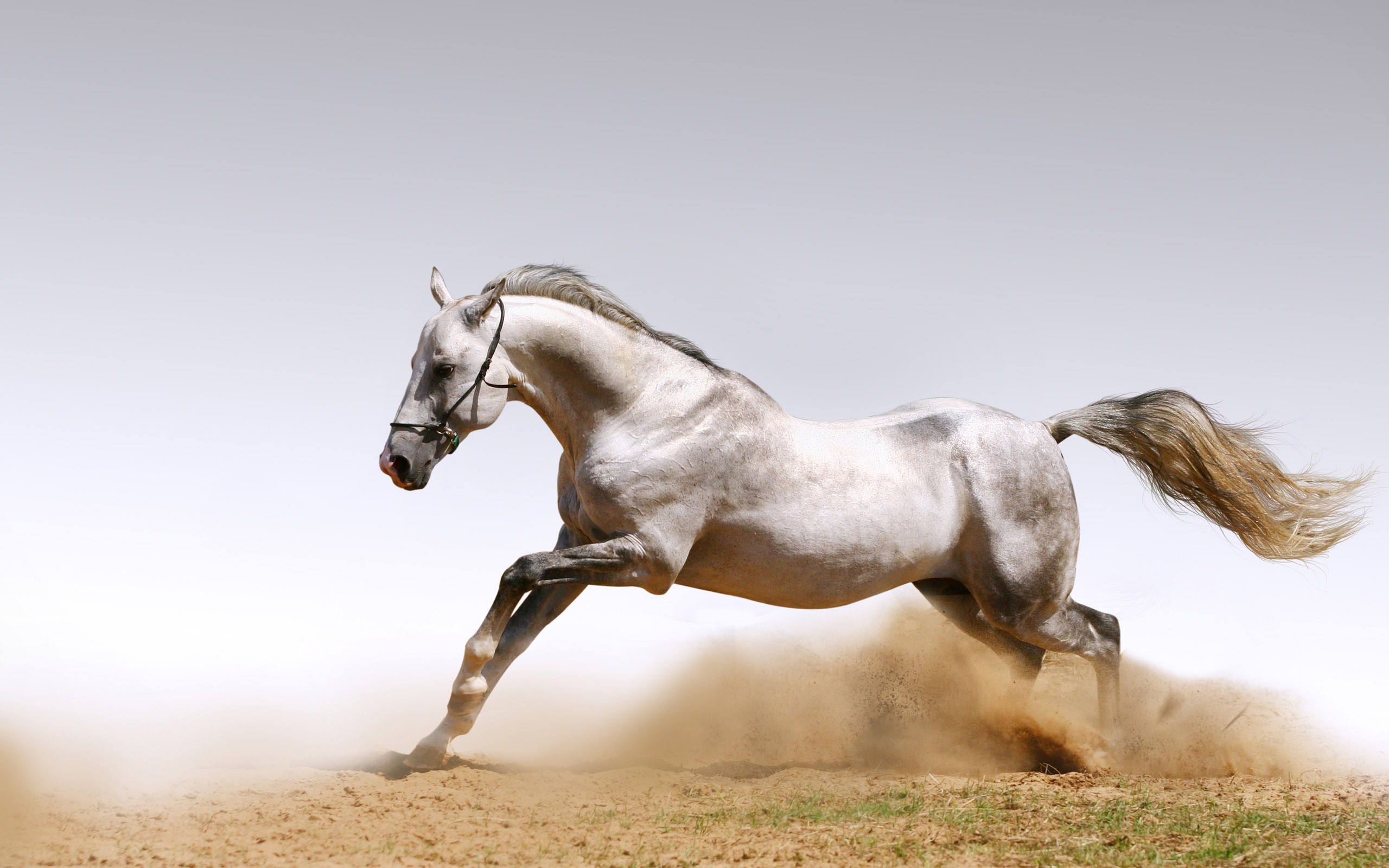 Horse Desktop Wallpaper (62+ pictures)