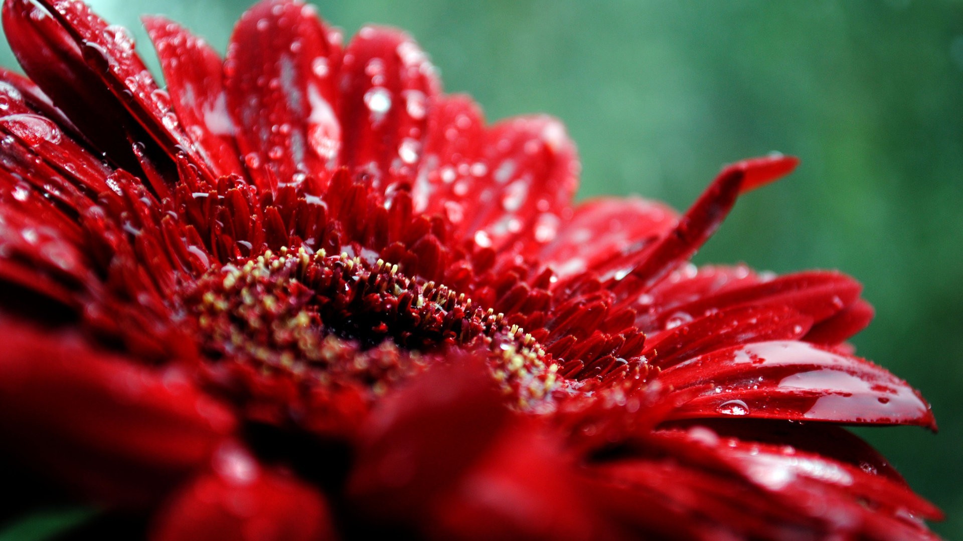 100 Red Flower Pictures  Download Free Images on Unsplash