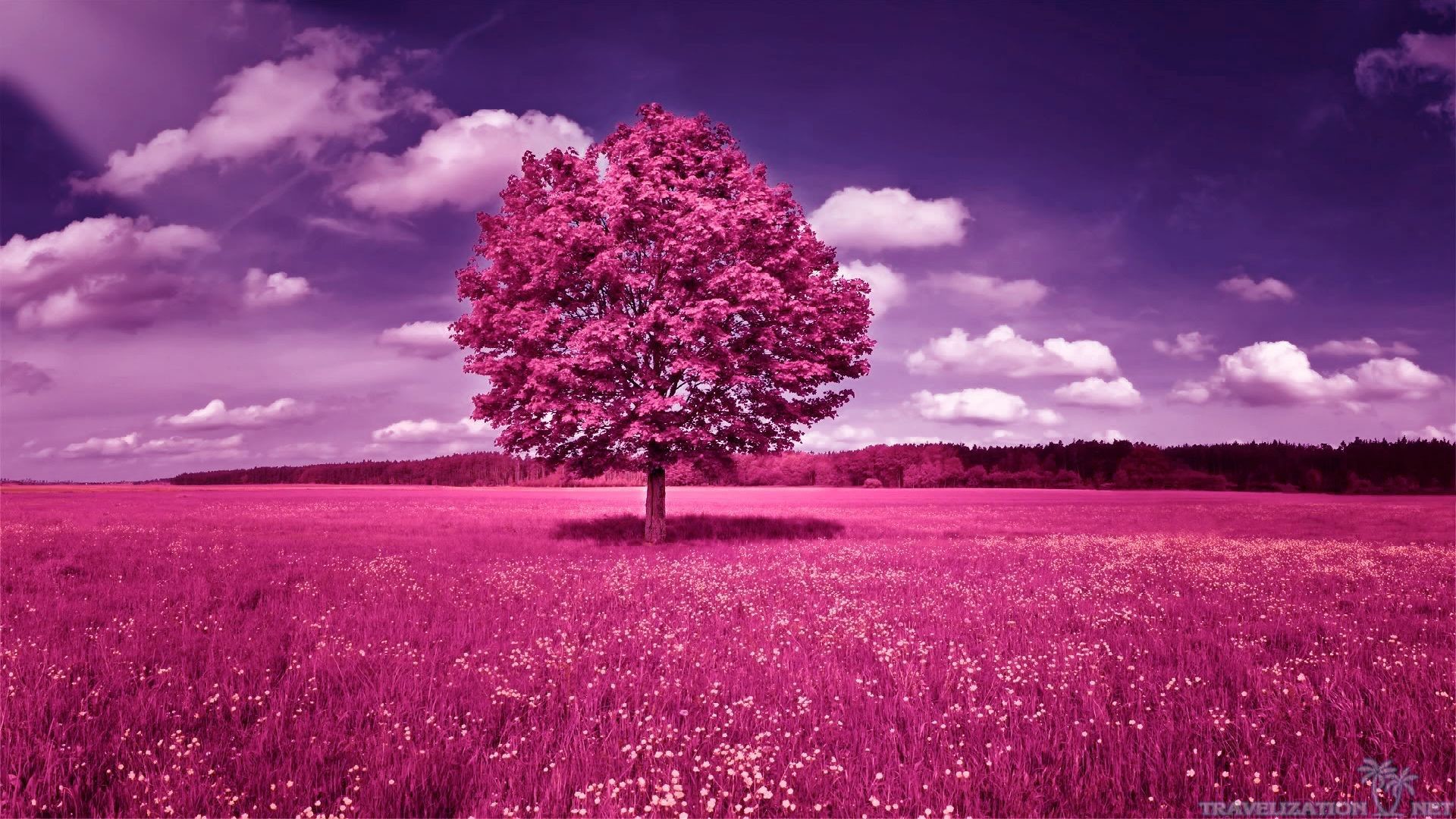 pink tree wallpaper hd download