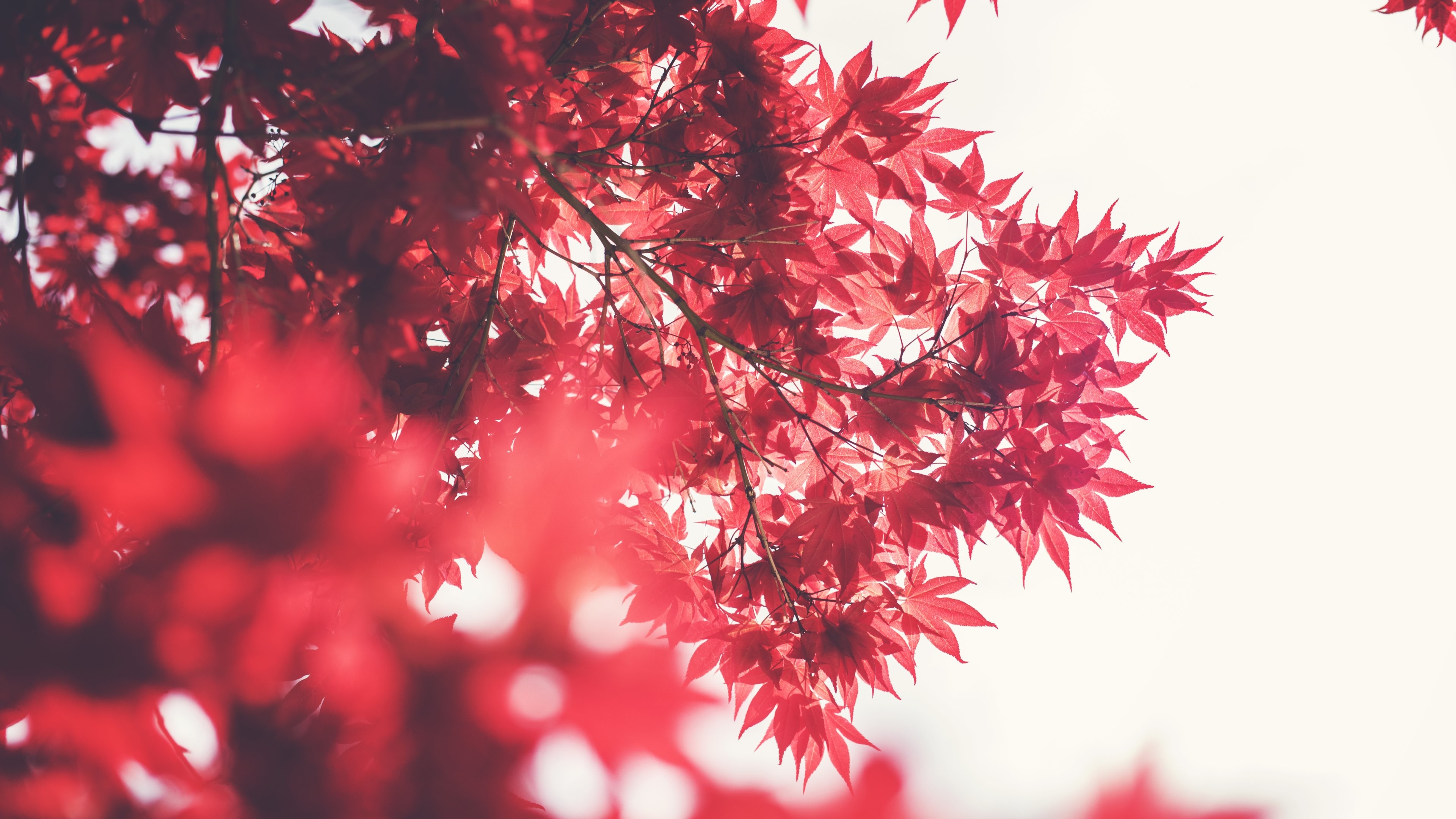 Red Nature Wallpaper (68+ pictures)