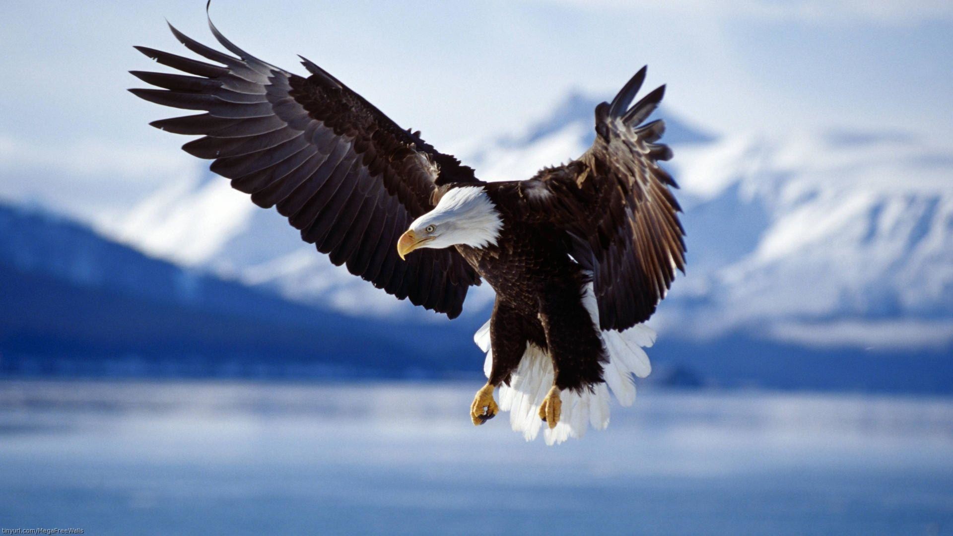 Bald Eagle Background (63+ pictures)