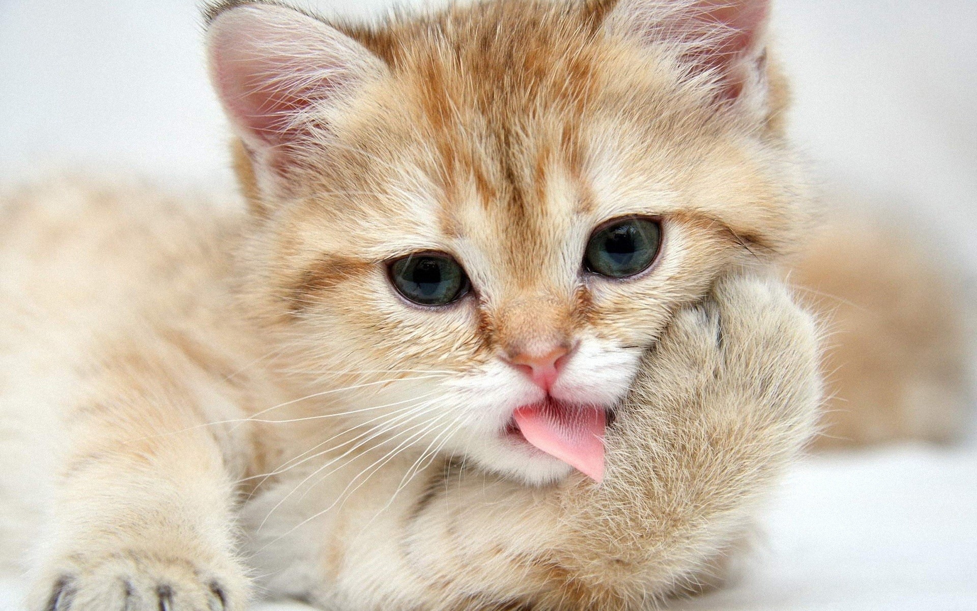 Cute and Funny Cat Wallpapers HD