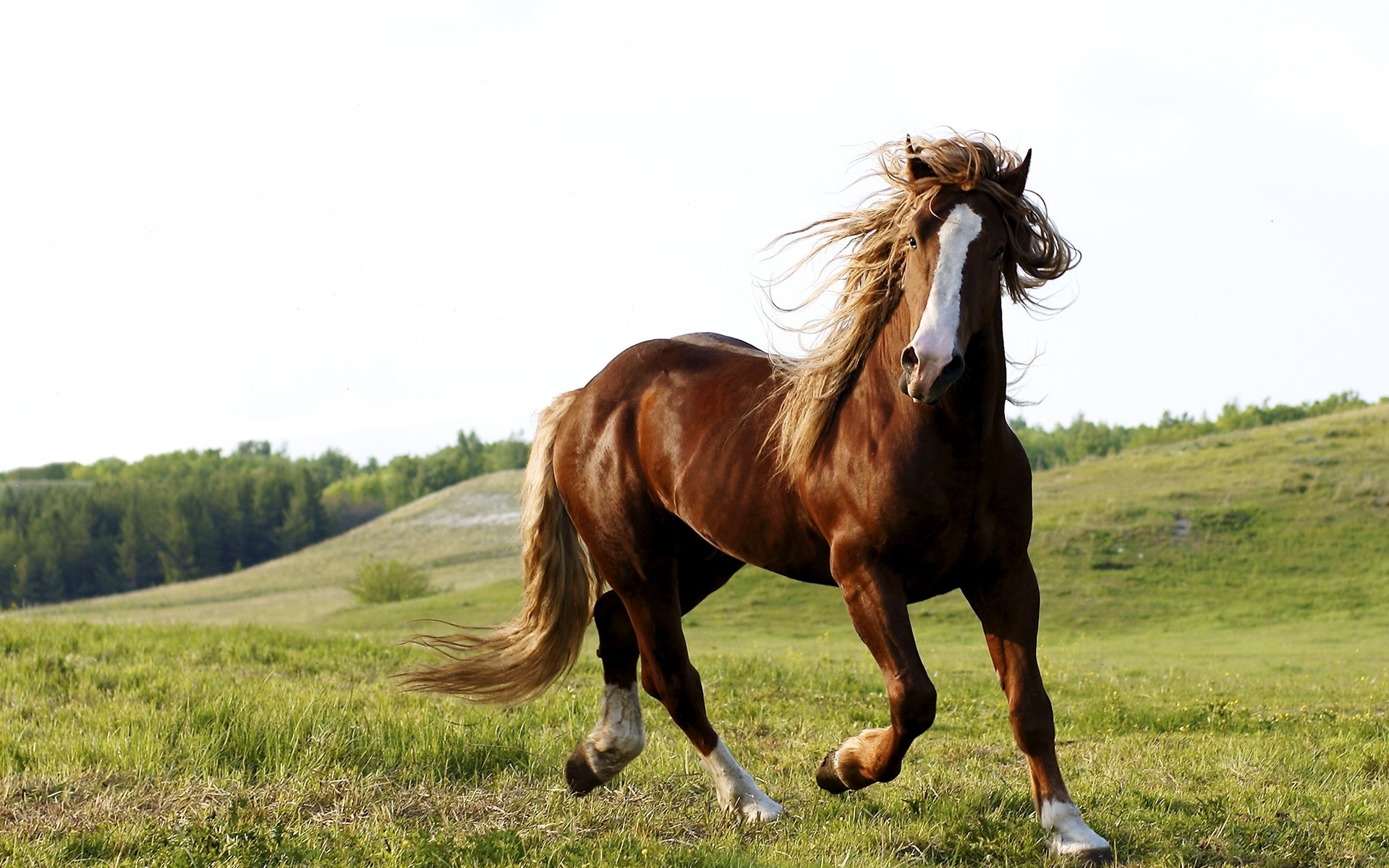 Horse Wallpaper Screensaver Photos 1920x1200