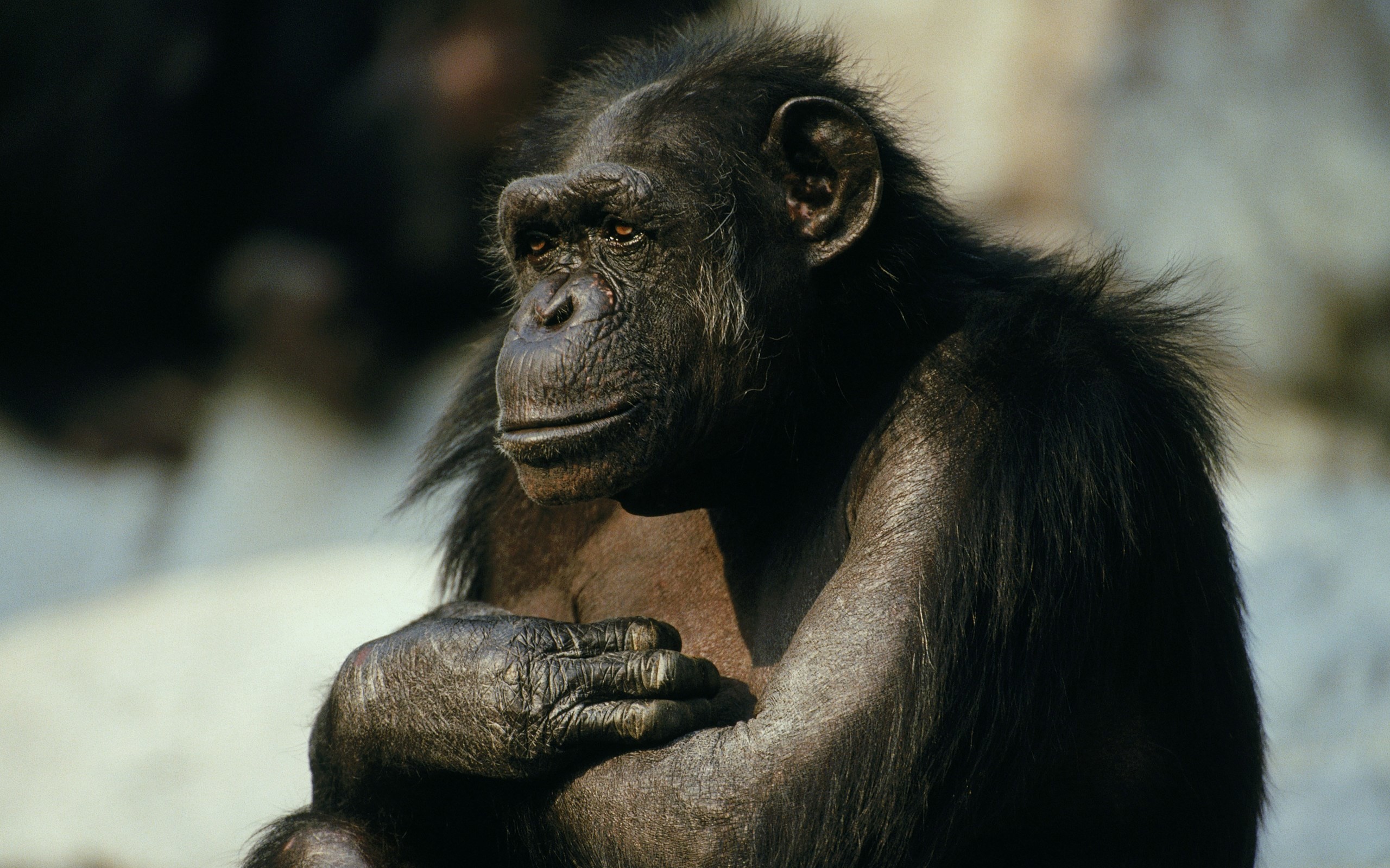 Chimpanzee Wallpaper (56+ pictures)