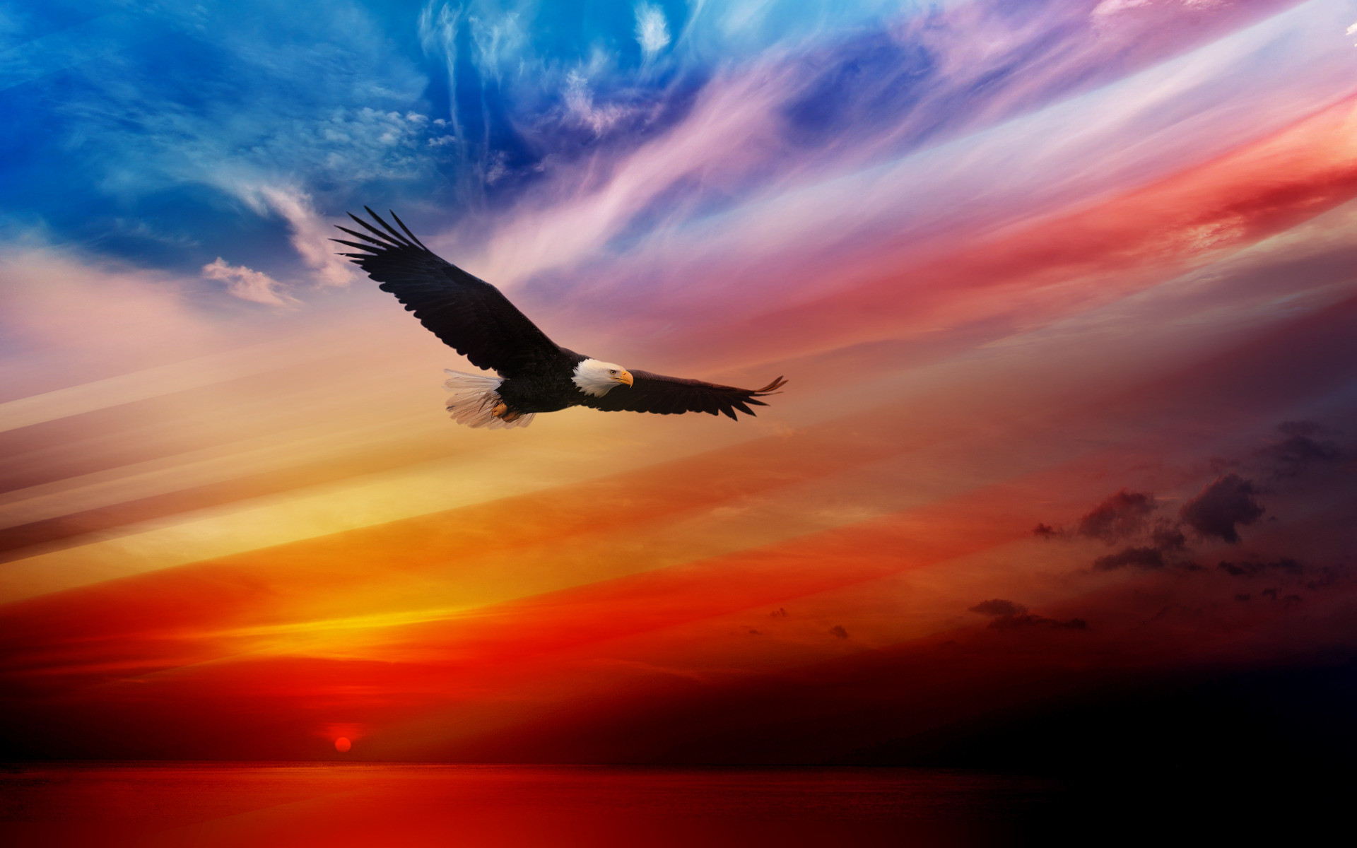 HD wallpaper The Great Eagle Comm lovely cool warm amazing  fascinating  Wallpaper Flare