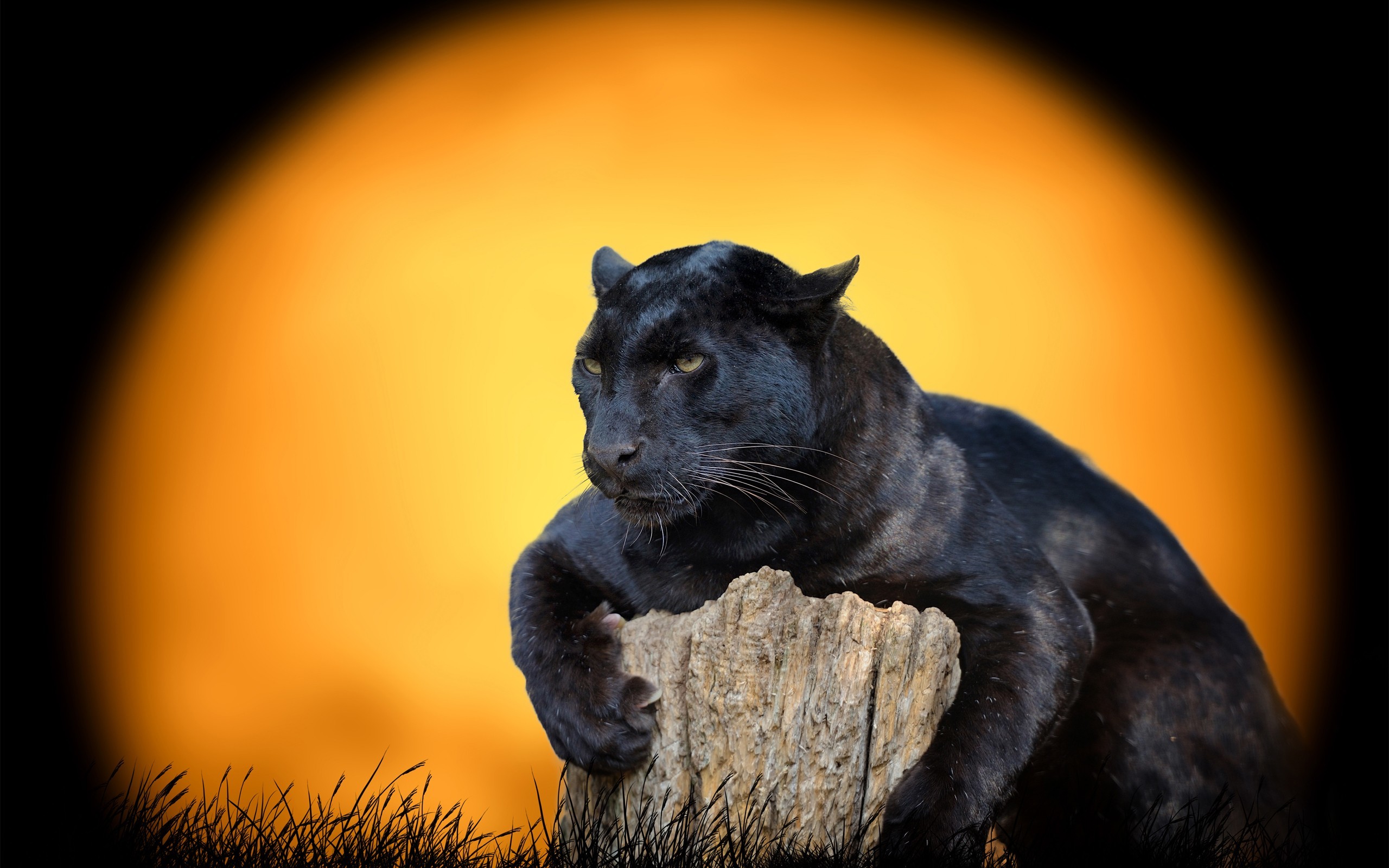 Black Panther Predator IPhone Wallpaper  IPhone Wallpapers  iPhone  Wallpapers  Black jaguar animal Jaguar animal Wild animal wallpaper