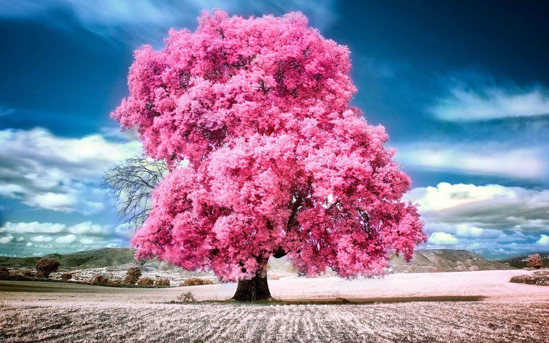 Fuchsia Tree Pink Trees Wallpaper 58 pictures 