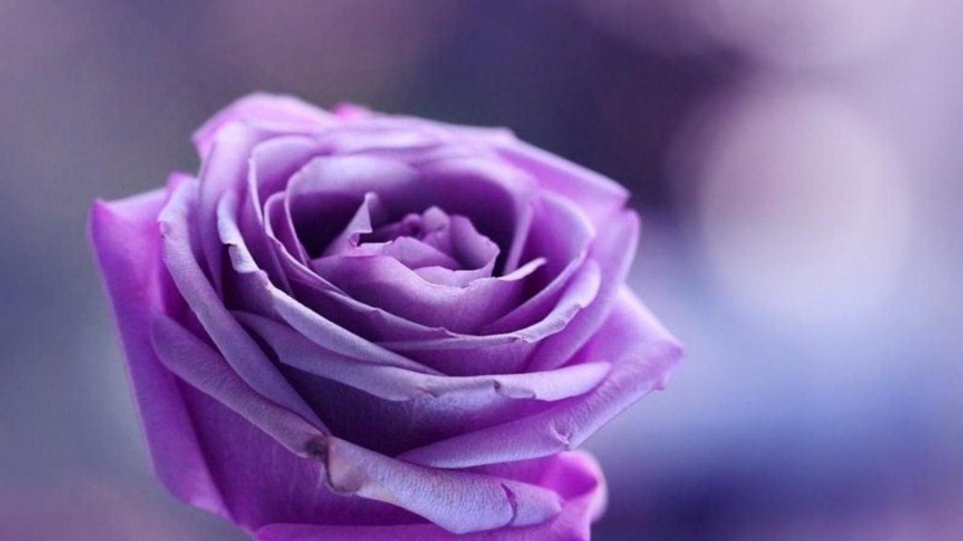 Featured image of post Purple Rose 4K Wallpaper : Wallpapercave is an online community of desktop wallpapers enthusiasts.