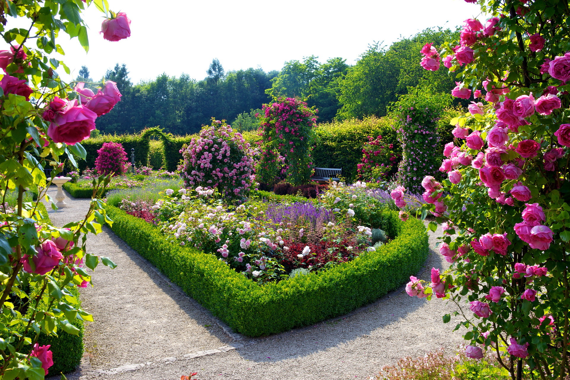 View Into A Garden Where A Pink Rose Is Seen Background, Beautiful Rose  Flower Cute Rose Rose Beautiful Flower Garden, Hd Photography Photo  Background Image And Wallpaper for Free Download