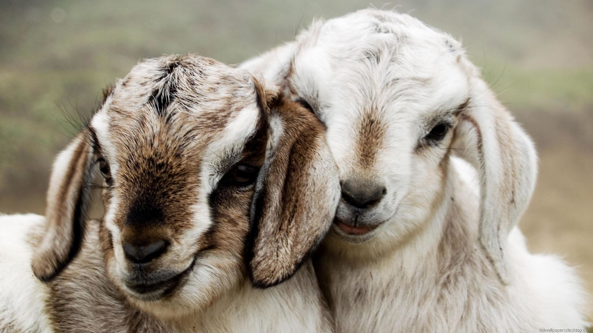 wallpaper-animals-HD5-600x338 1920x1080