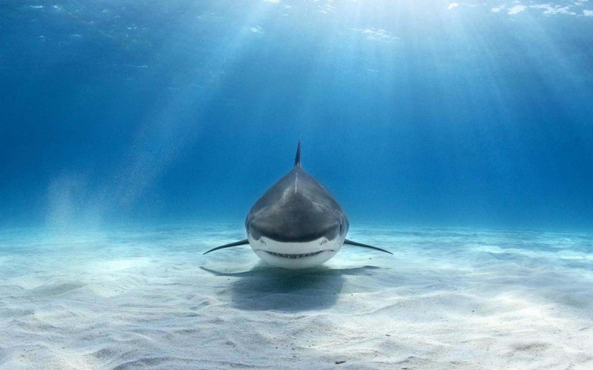 1920x1200 Tiger-shark-wallpaper 1920x1200