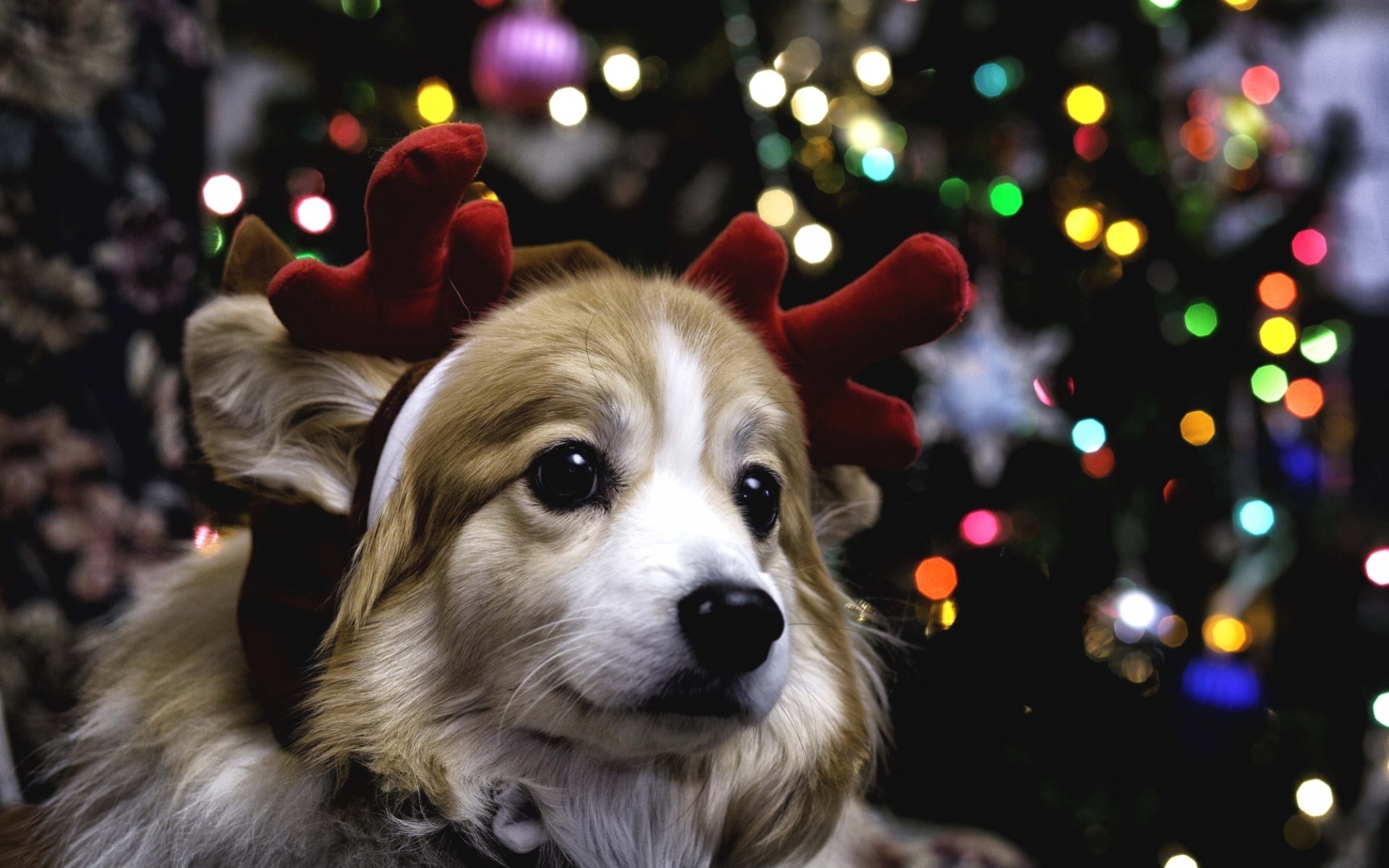 Xmas Dog dog puppy cute tree december winter snow santa claude  christmas HD phone wallpaper  Peakpx