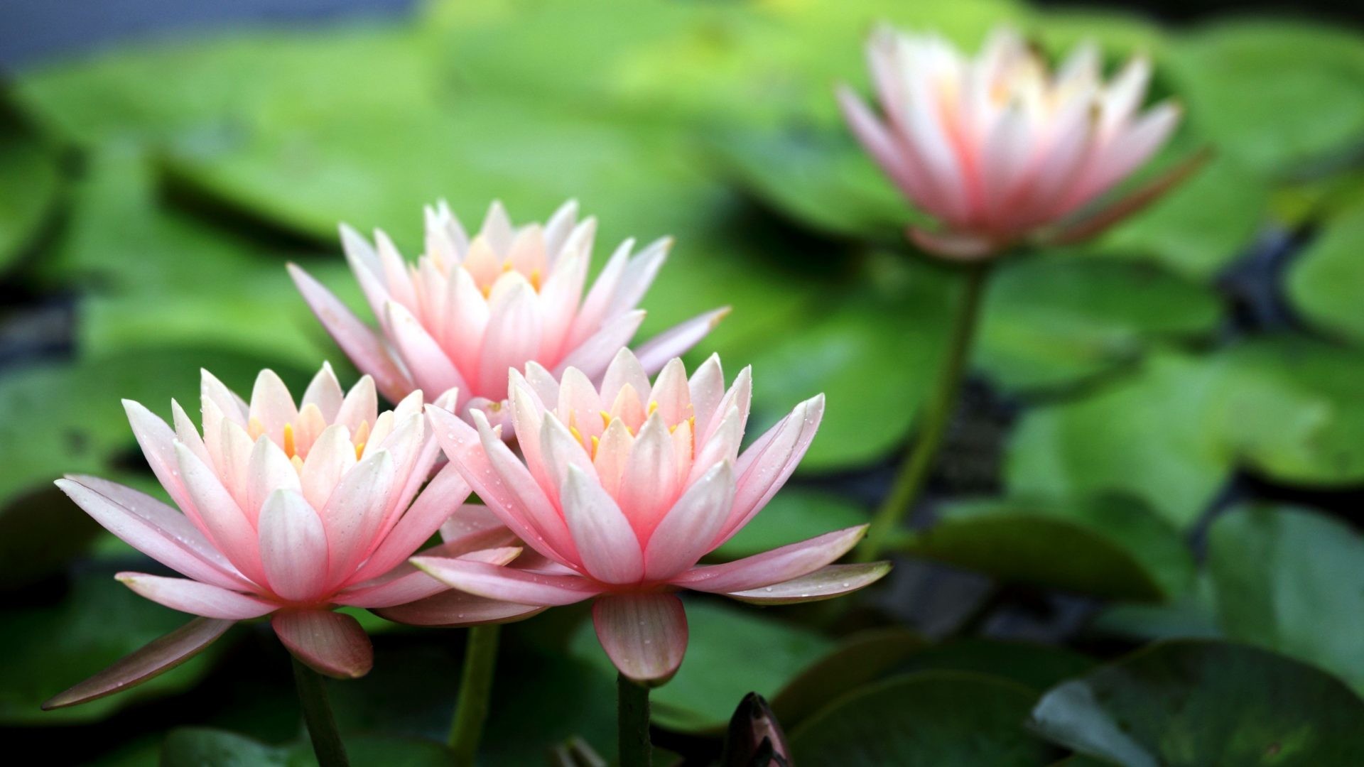 water-lily-wallpaper-69-pictures