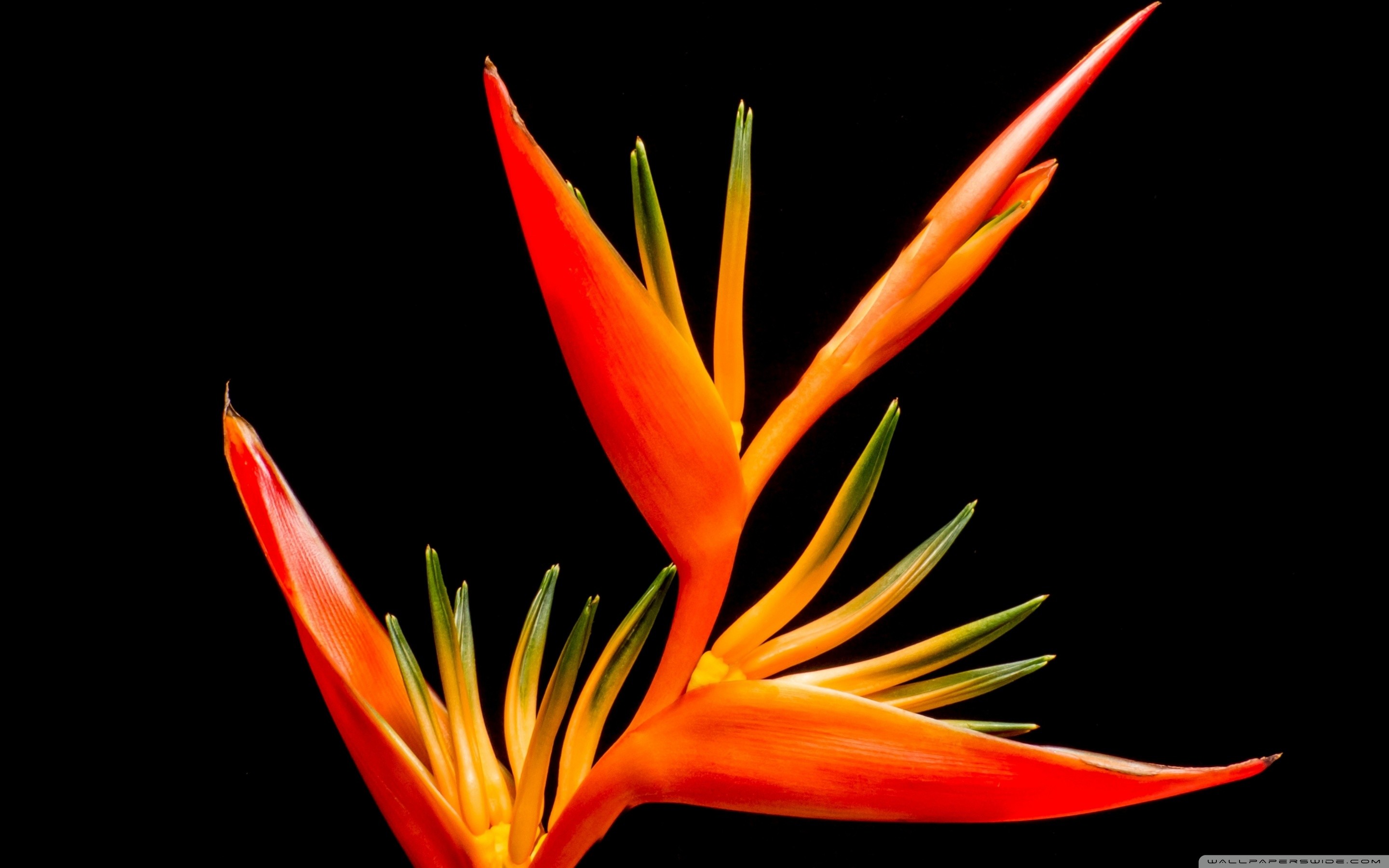 Exotic Flower Wallpaper (54+ pictures)