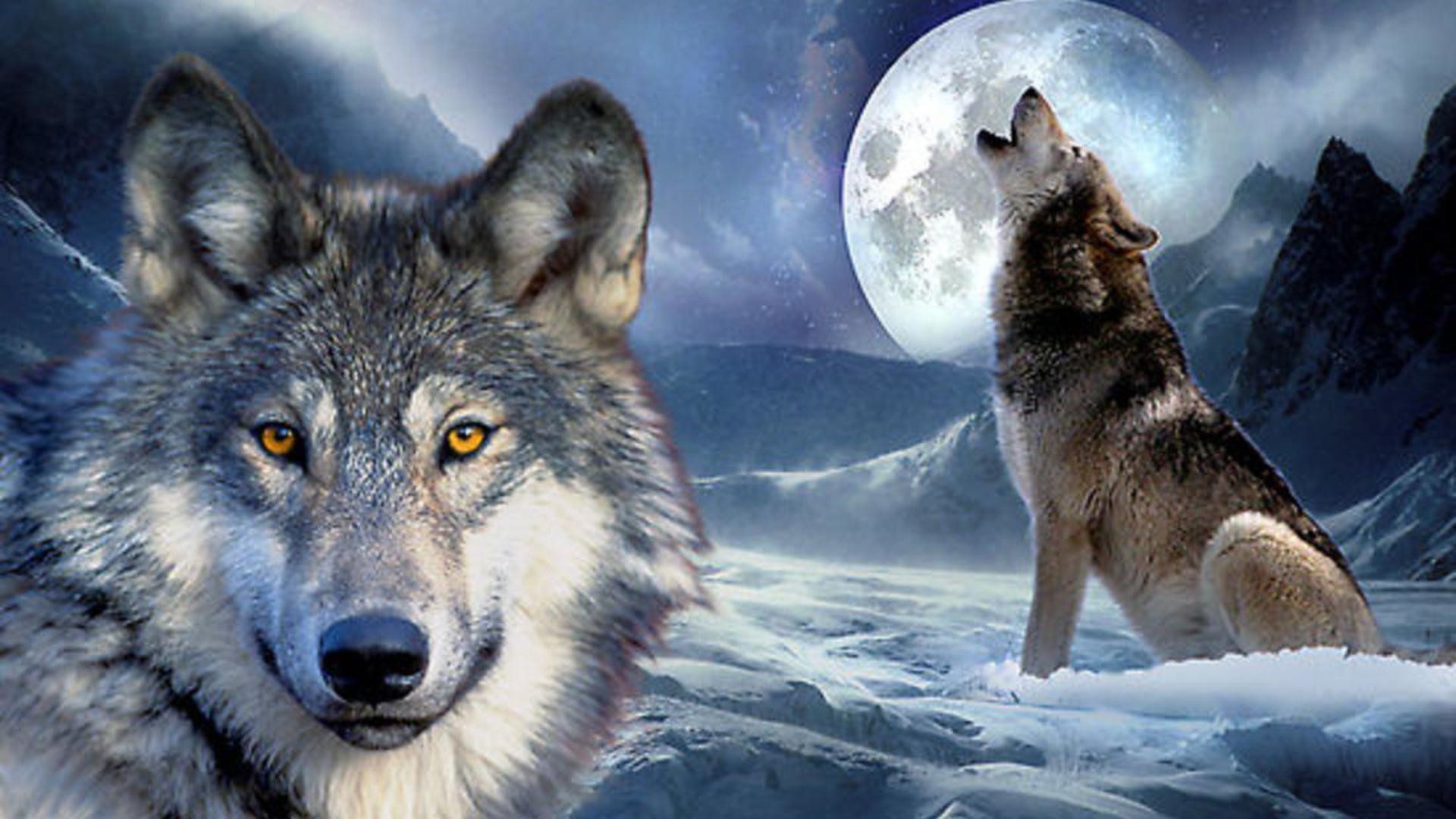 Hình nền sói: Với những ai yêu thích loài động vật này, hình nền sói sẽ khiến bạn như đang sống trong một thế giới đầy mê hoặc và tràn đầy sức mạnh. Cùng ngắm nhìn những bức ảnh chất lượng cao về chú sói xám đáng yêu này nhé!
