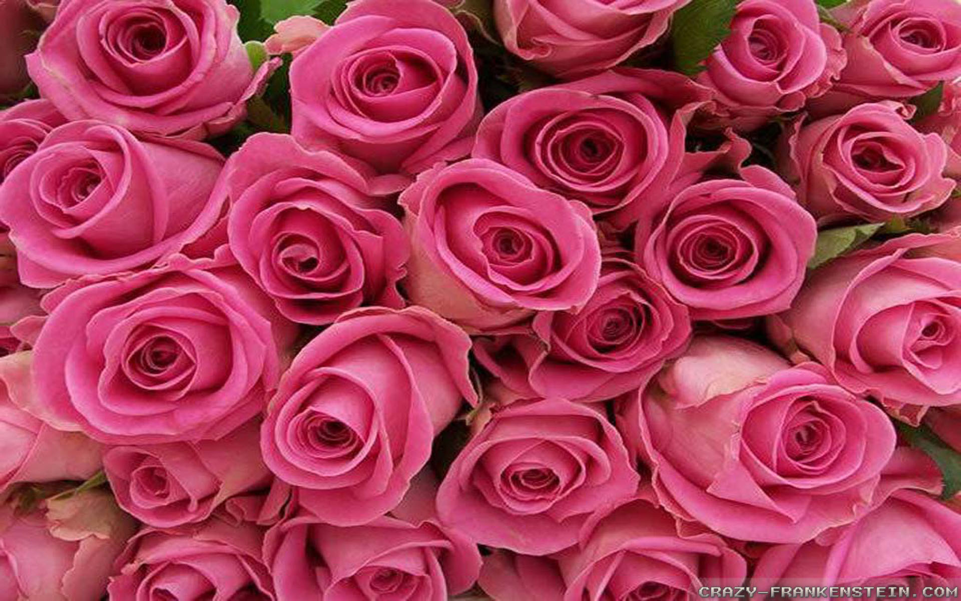 Розые розы. Розовые розы. Шикарные розовые розы. Светло розовые розы. Бледно розовые розы.