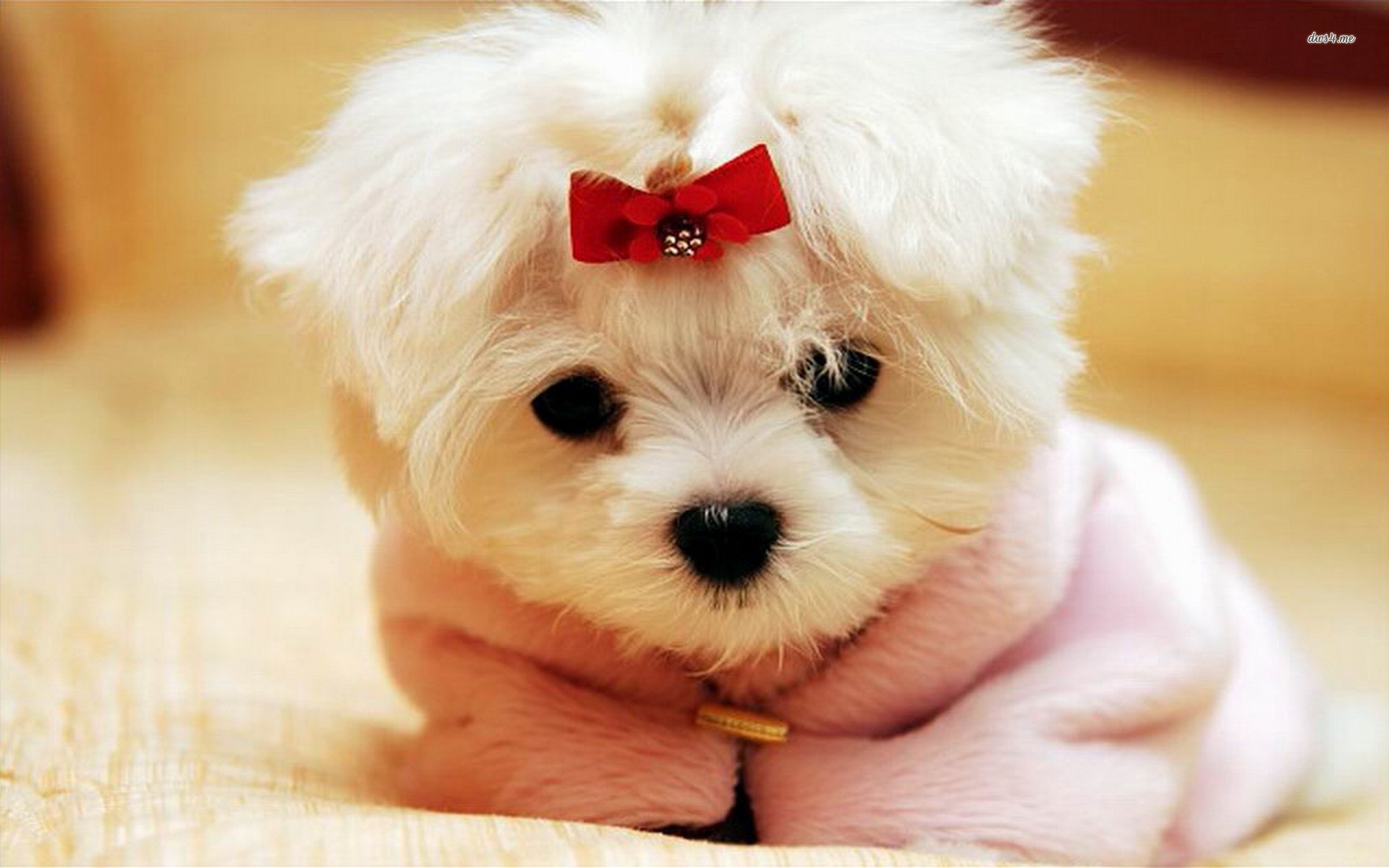 Cute Puppy HD Wallpapers  PixelsTalkNet