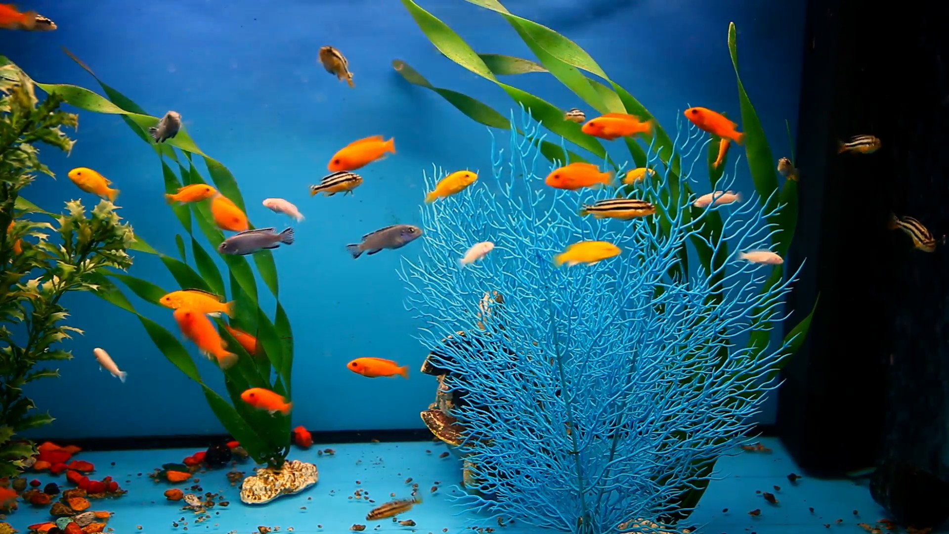 Аквариумные рыбки на дне. Фон аквариум с рыбками. Аквариум с рыбками и водорослями. Рыбка в аквариуме фон на рабочий стол. Красивый фон для аквариума.