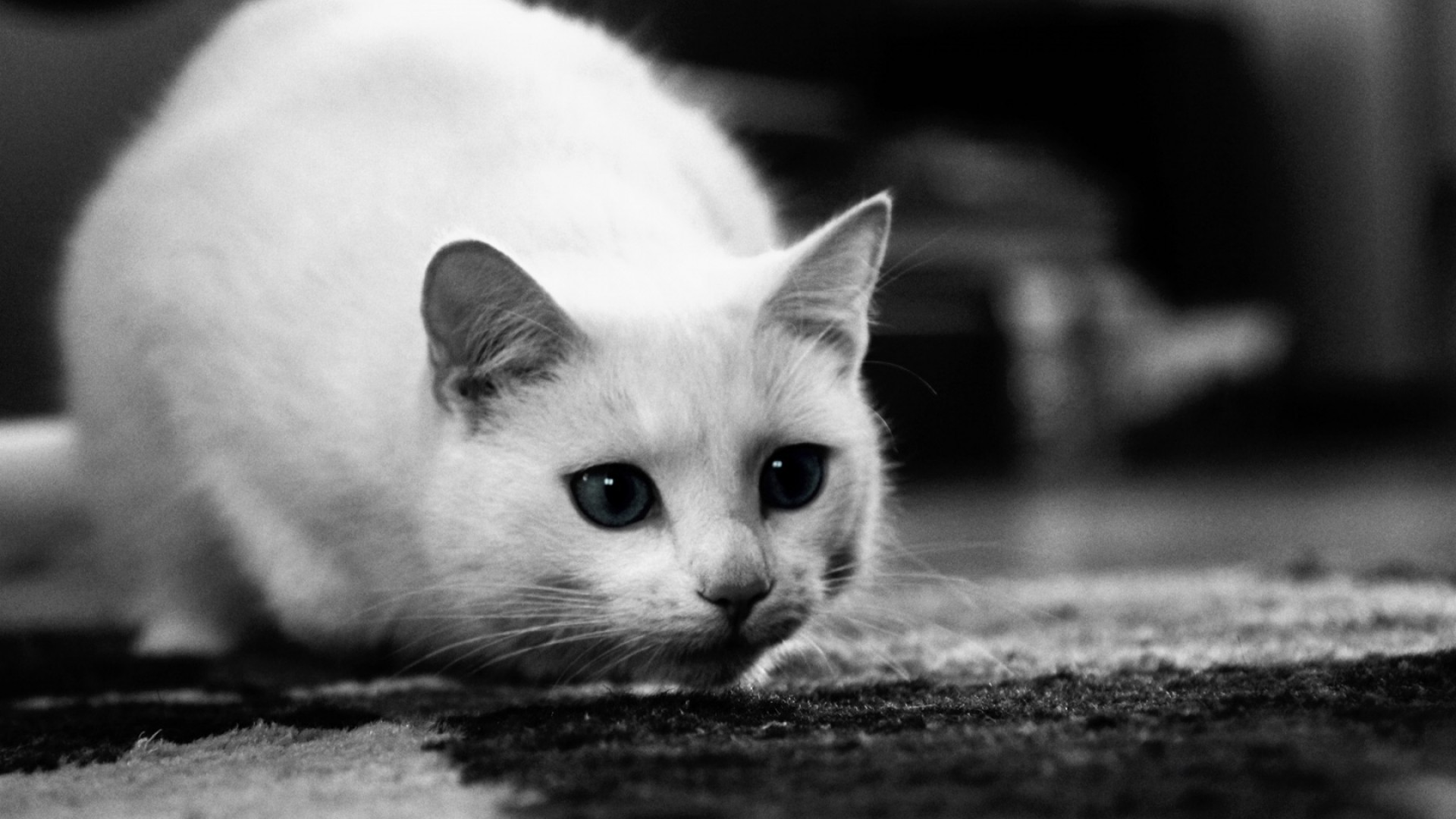 White Cats Wallpaper (76+ pictures)