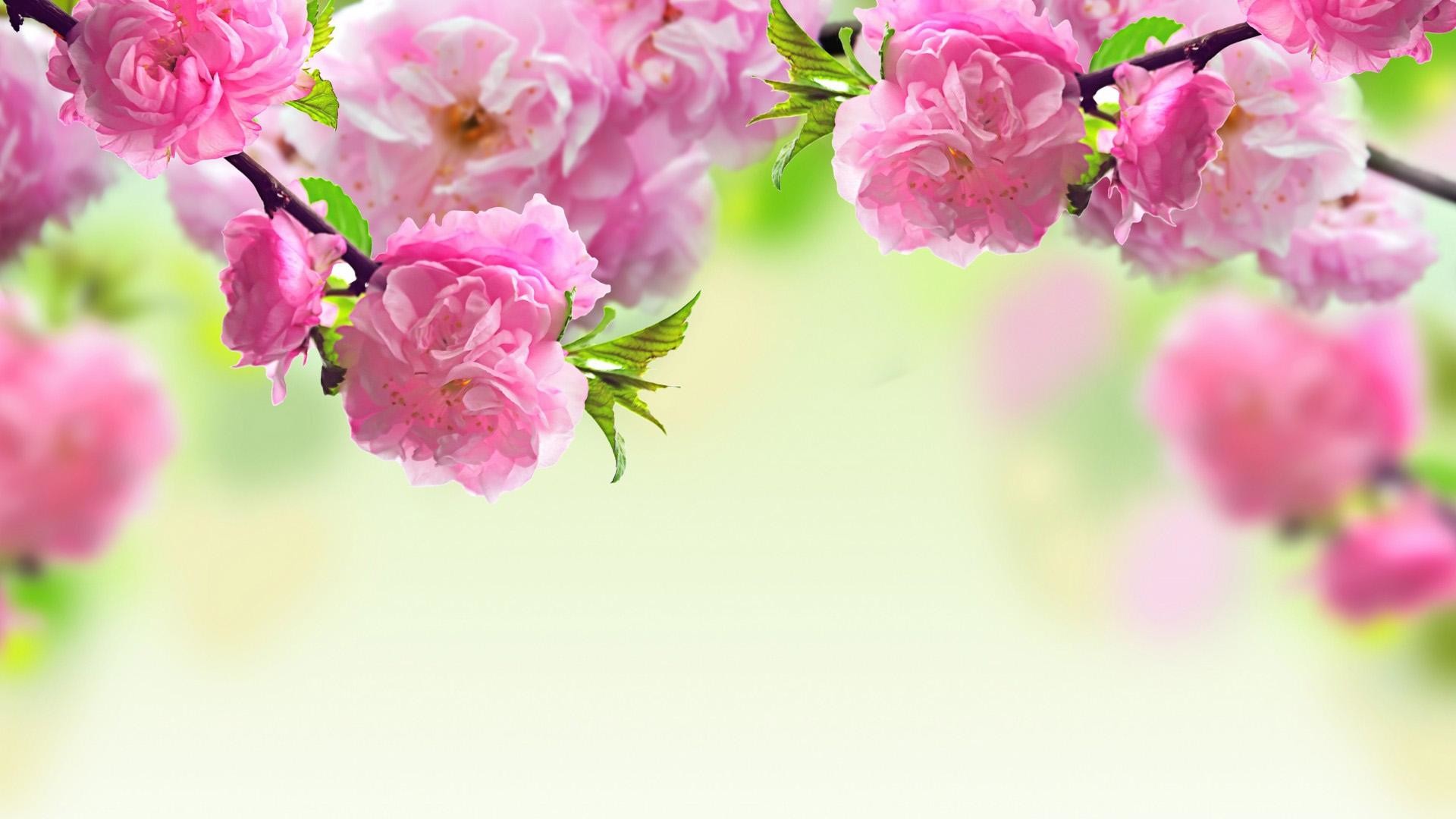 Spring Flowers Background Desktop (66+ pictures)