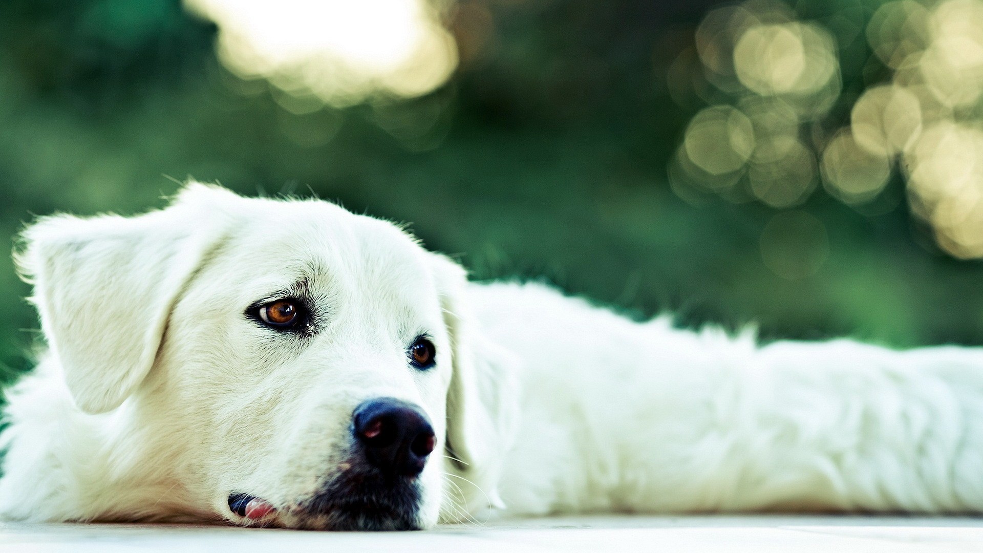 White Dog Wallpaper (61+ pictures)