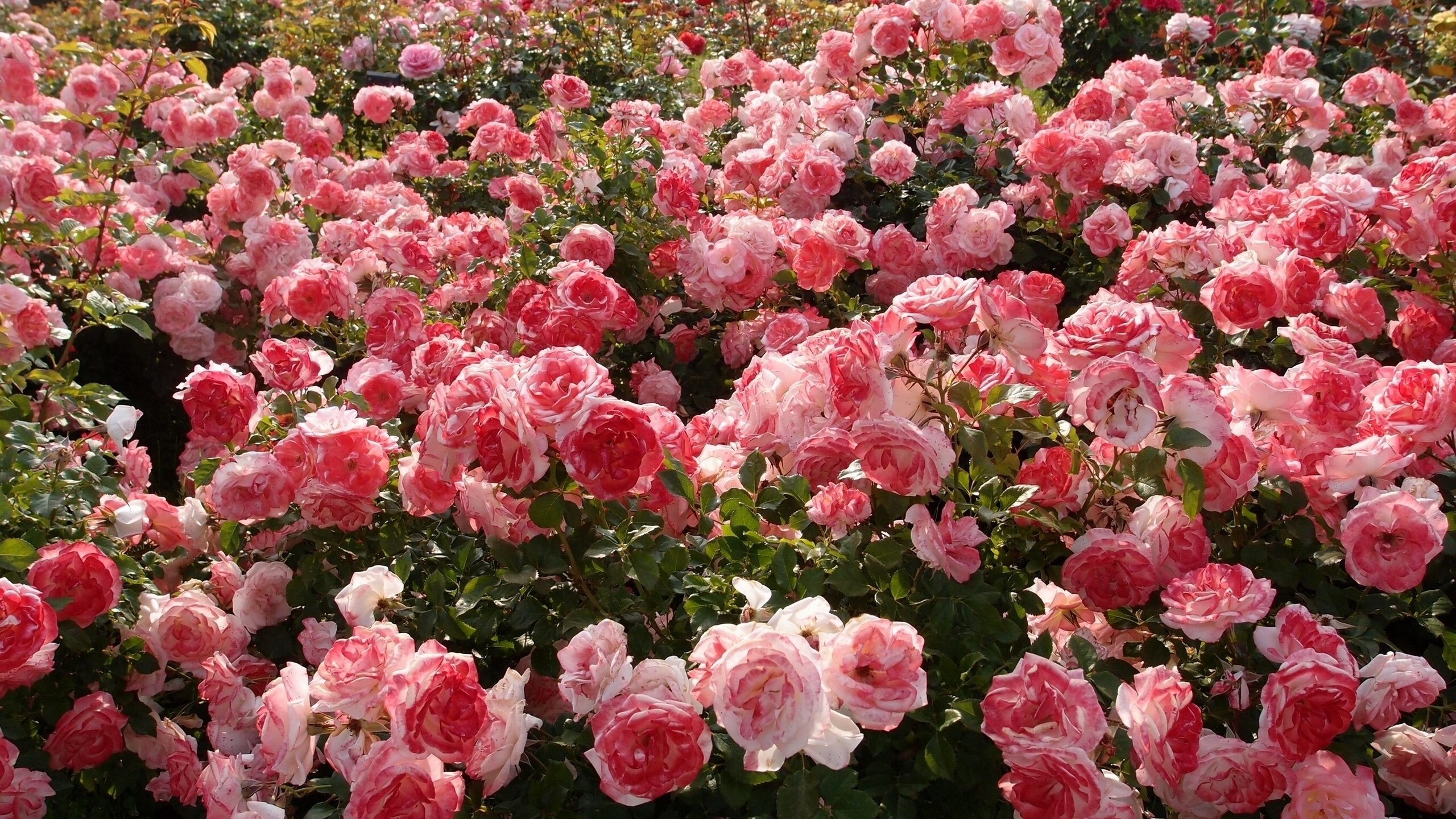 Rose Garden Background 2560x1440