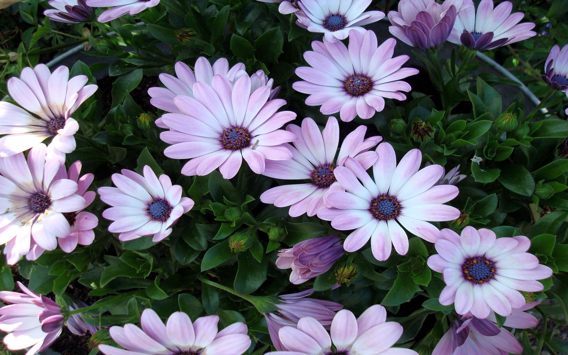 Beautiful Flowers Wallpaper Flowers Nature Wallpapers 1920x1200
