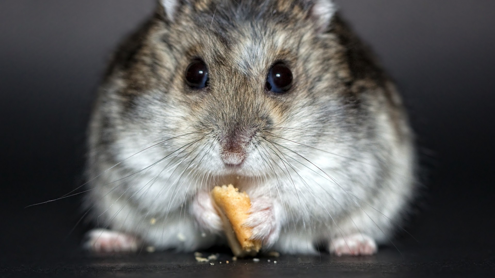 1920x1080 Wallpaper hamster, cookies, food, rodent, cute 1920x1080