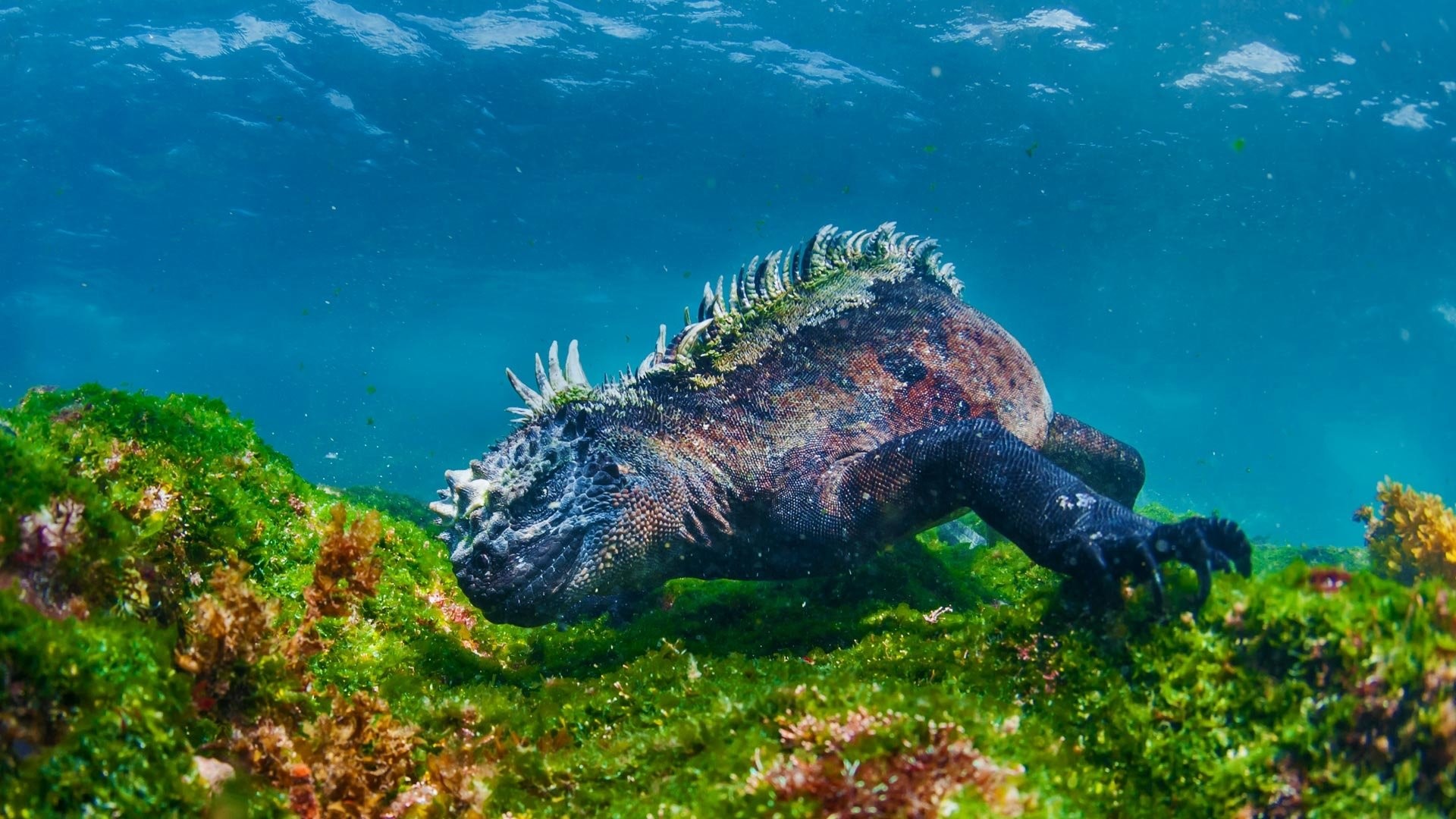Tiere - Leguan Eidechse Underwater Wallpaper 1920x1080