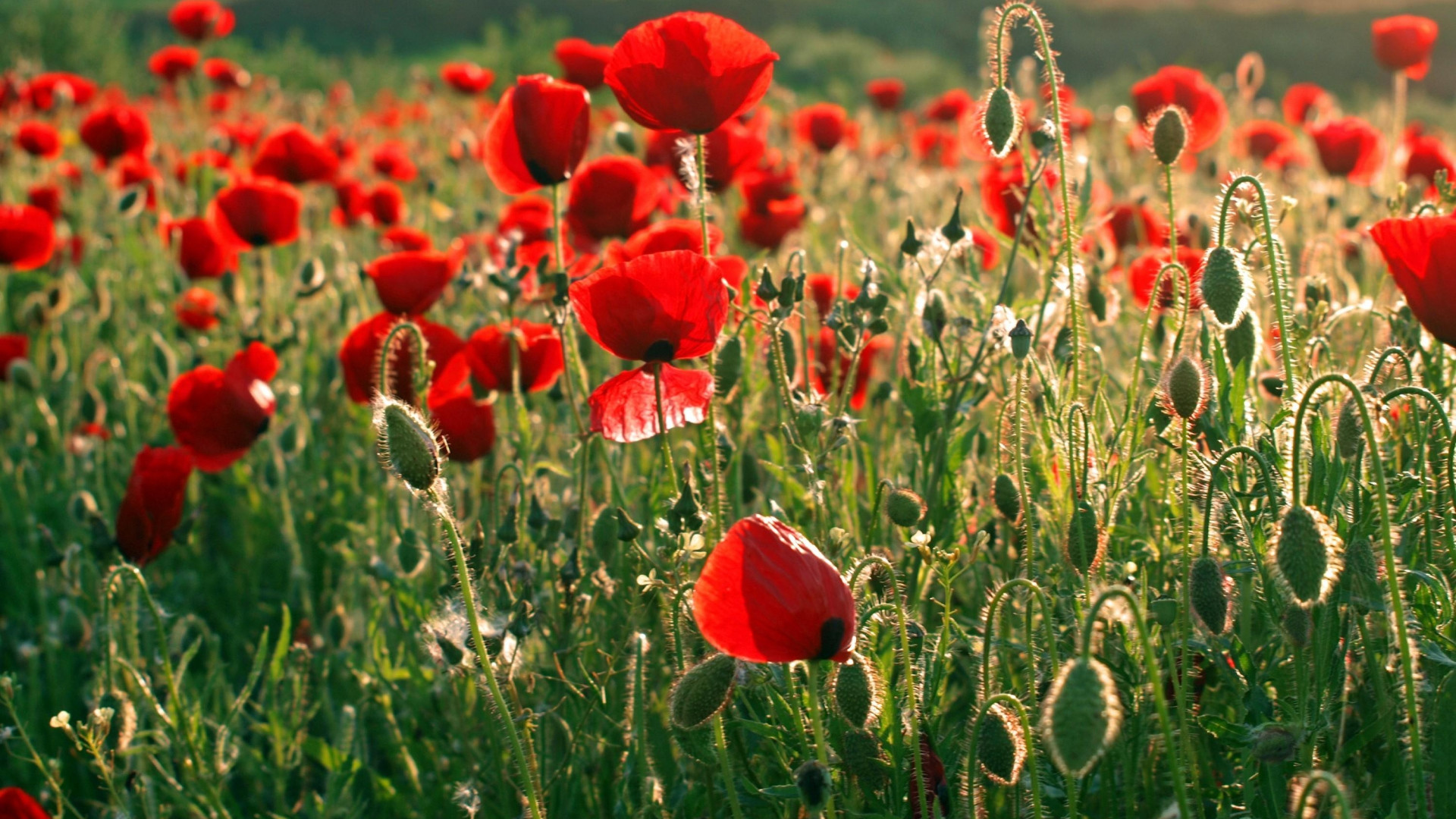 Wallpaper Poppies (64+ pictures)