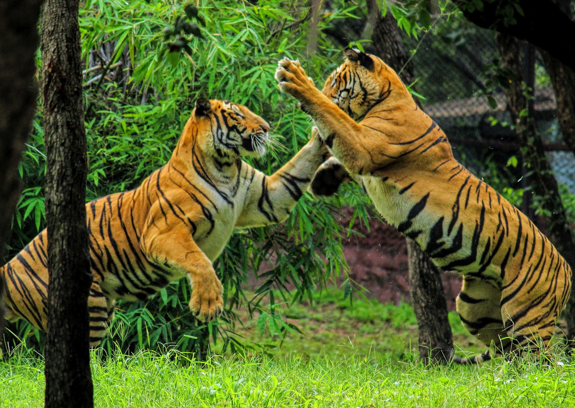 1920 fighting royal bengal tiger wallpapers submited by sumit 1920x1362
