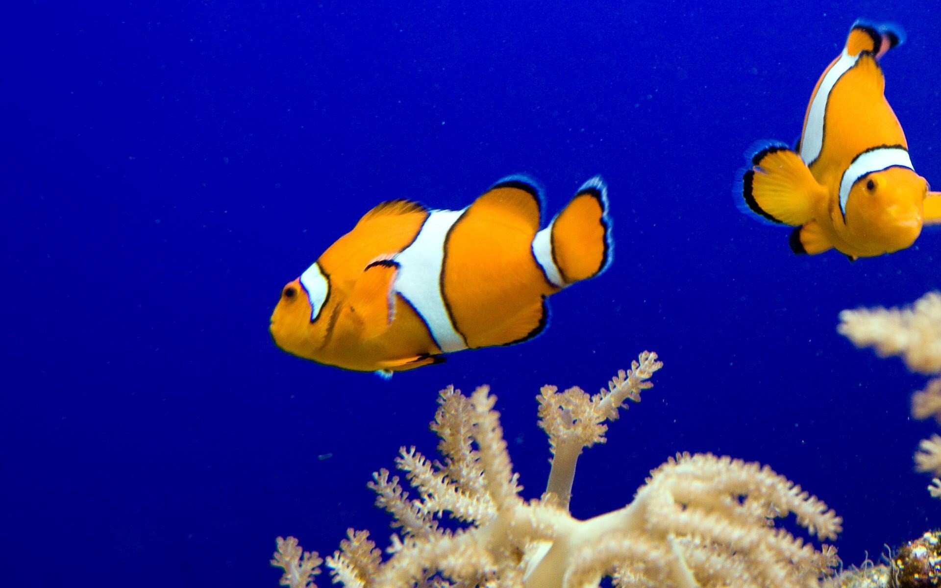 Clownfish Background (55+ pictures)