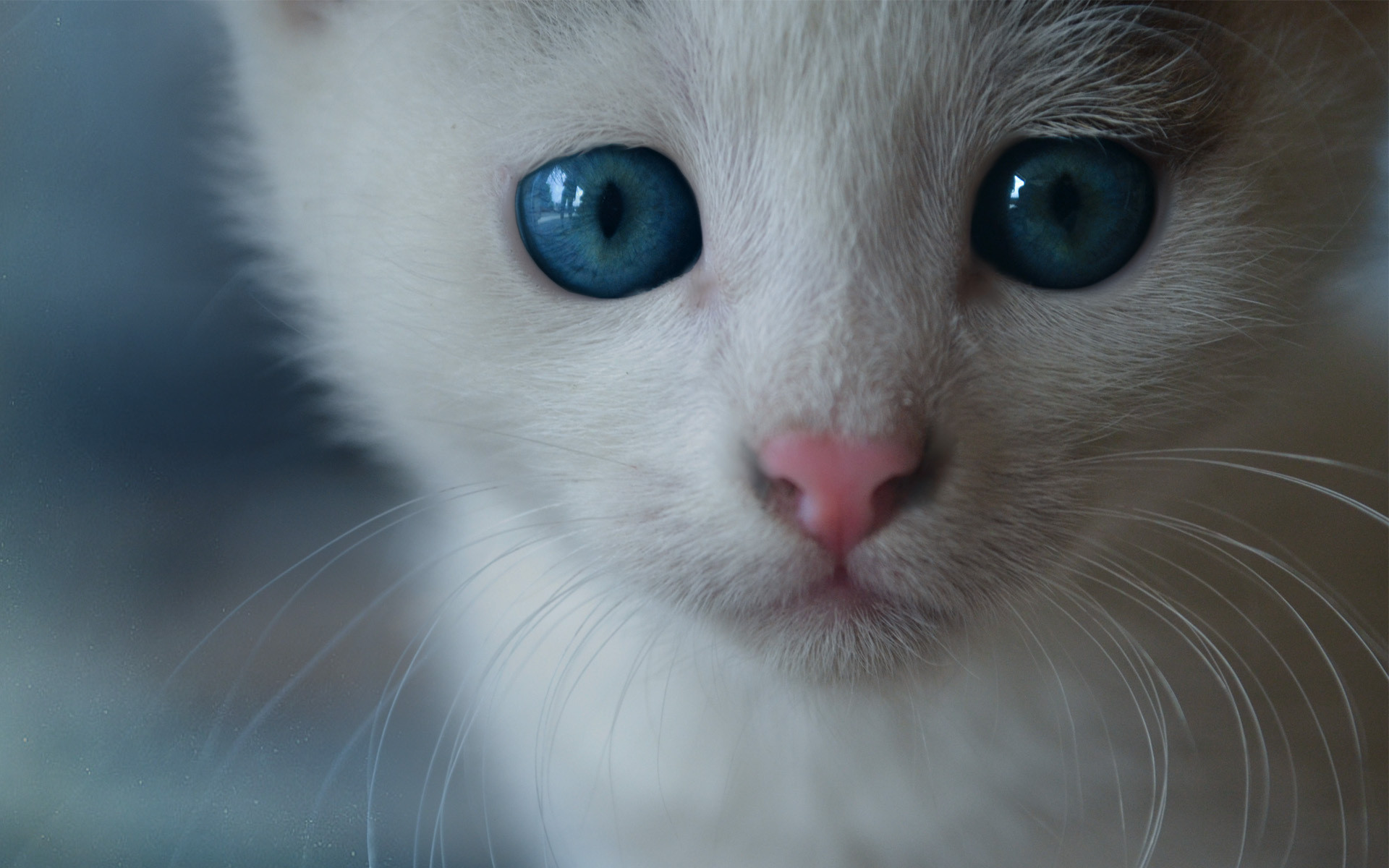 white cat blue eyes hd. Â«Â« 1920x1200