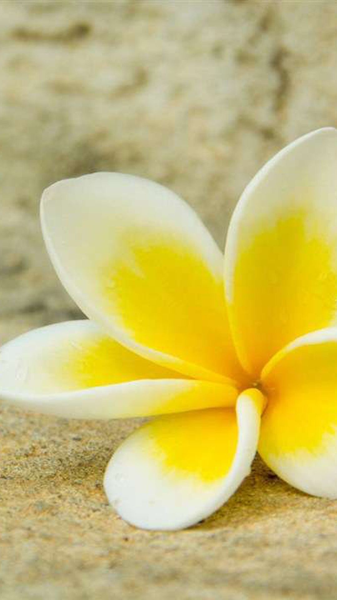 plumeria HD wallpapers backgrounds
