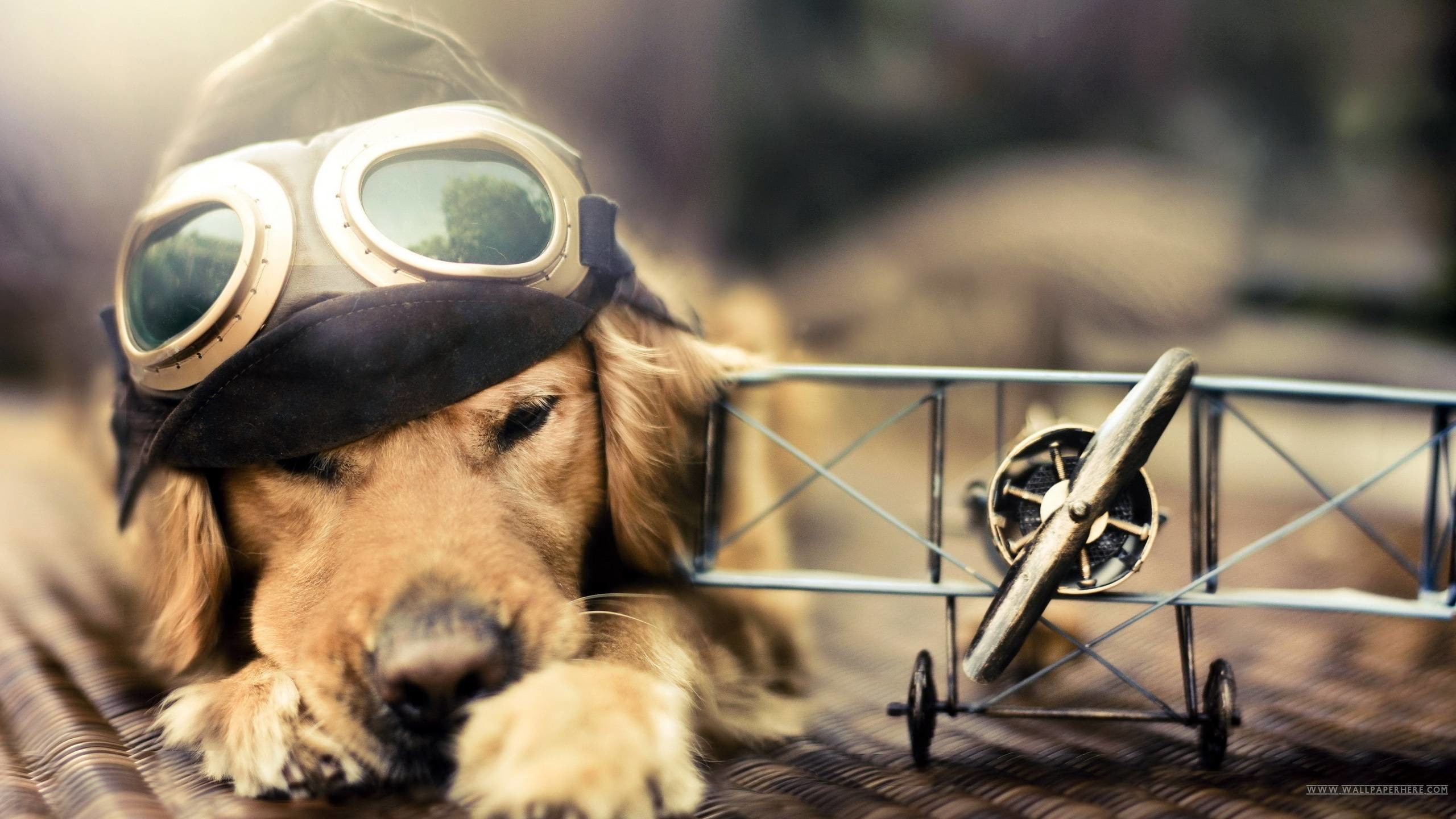 Cool Dogs Wallpapers (51+ pictures)