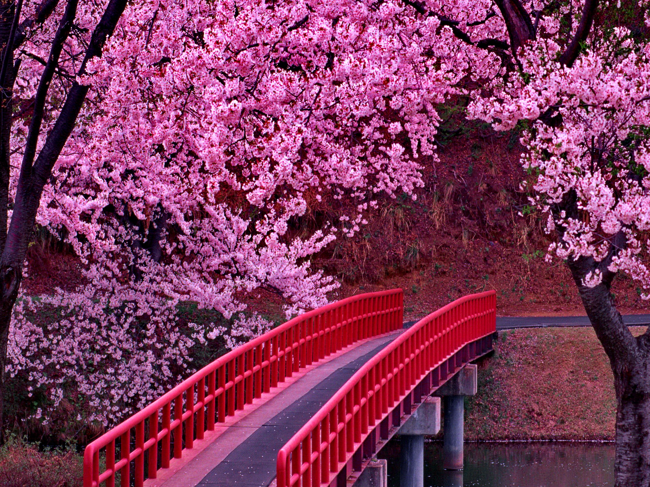 Download Soft pink blooms in kimono laden garden, Japan Wallpaper |  Wallpapers.com
