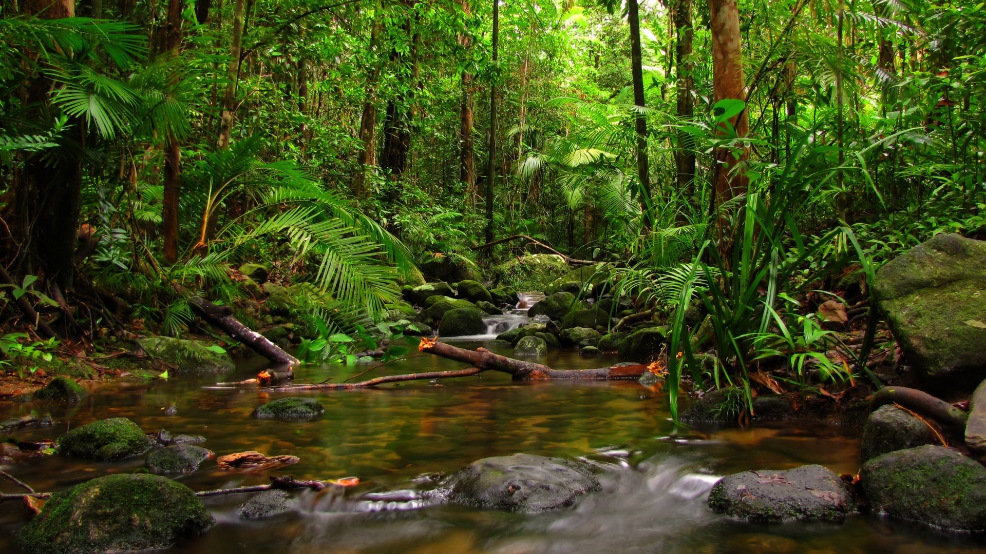 Джангл фото. Тропические дождевые леса Амазонии. Тайга джунгли Сельва. Тропический лес Синхараджа. Синхараджа Шри Ланка.