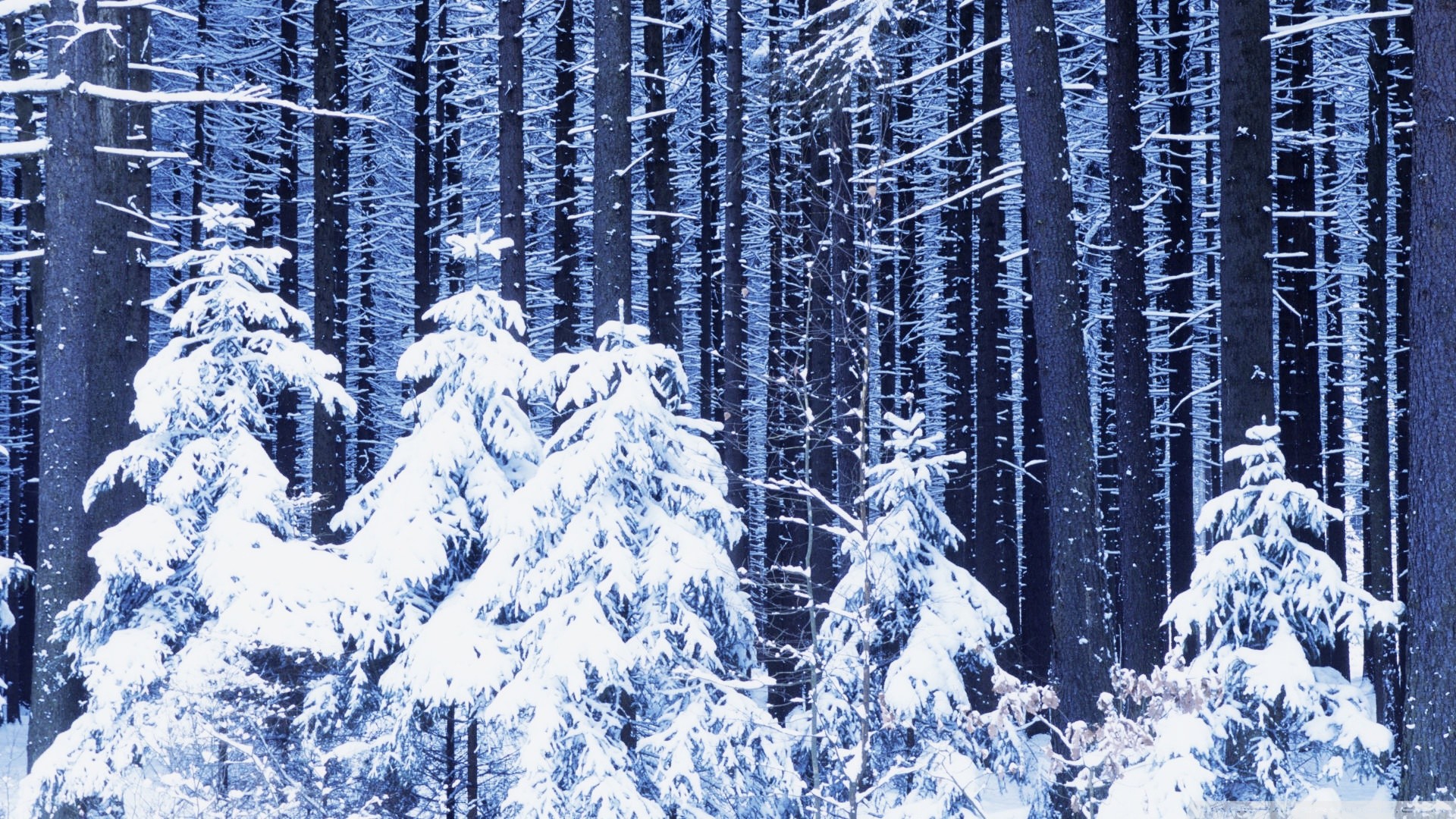 640x1136 Winter tree snow forest nature Iphone 5 wallpaper
