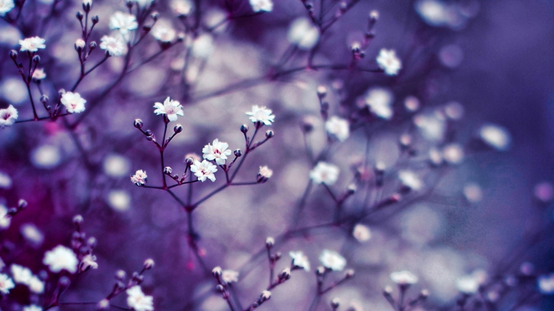 10 Incomparable small flower desktop wallpaper You Can Get It For Free ...