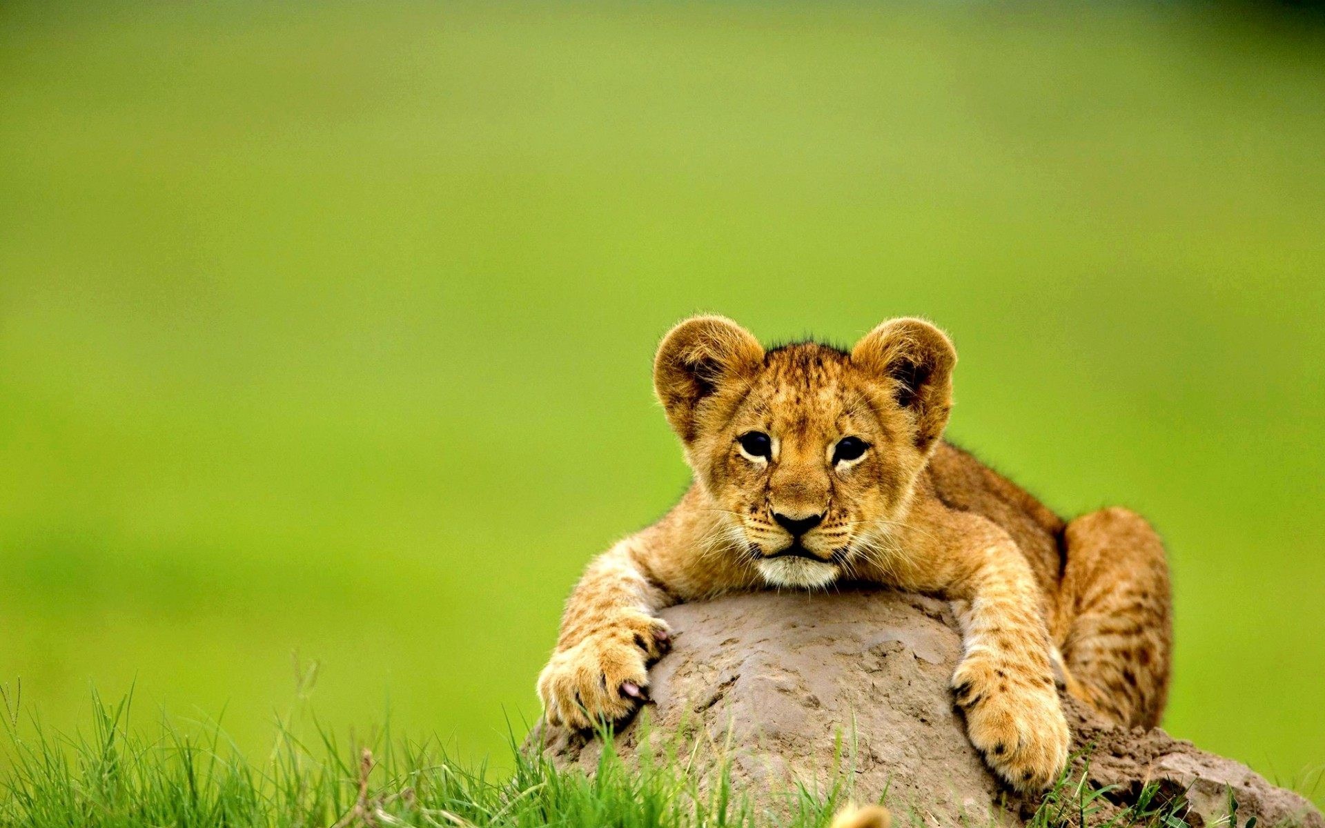 animal background pictures 67 pictures