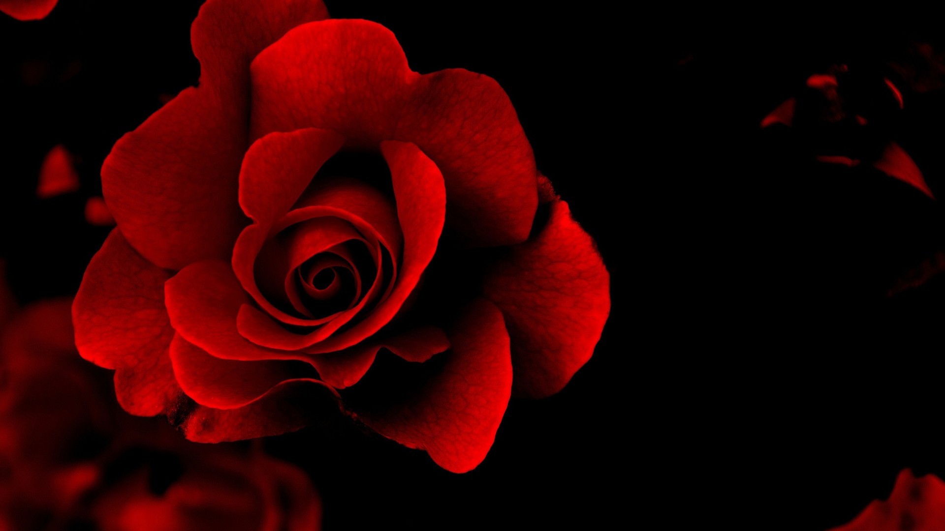 Red Rose Wallpaper Desktop (60+ pictures)